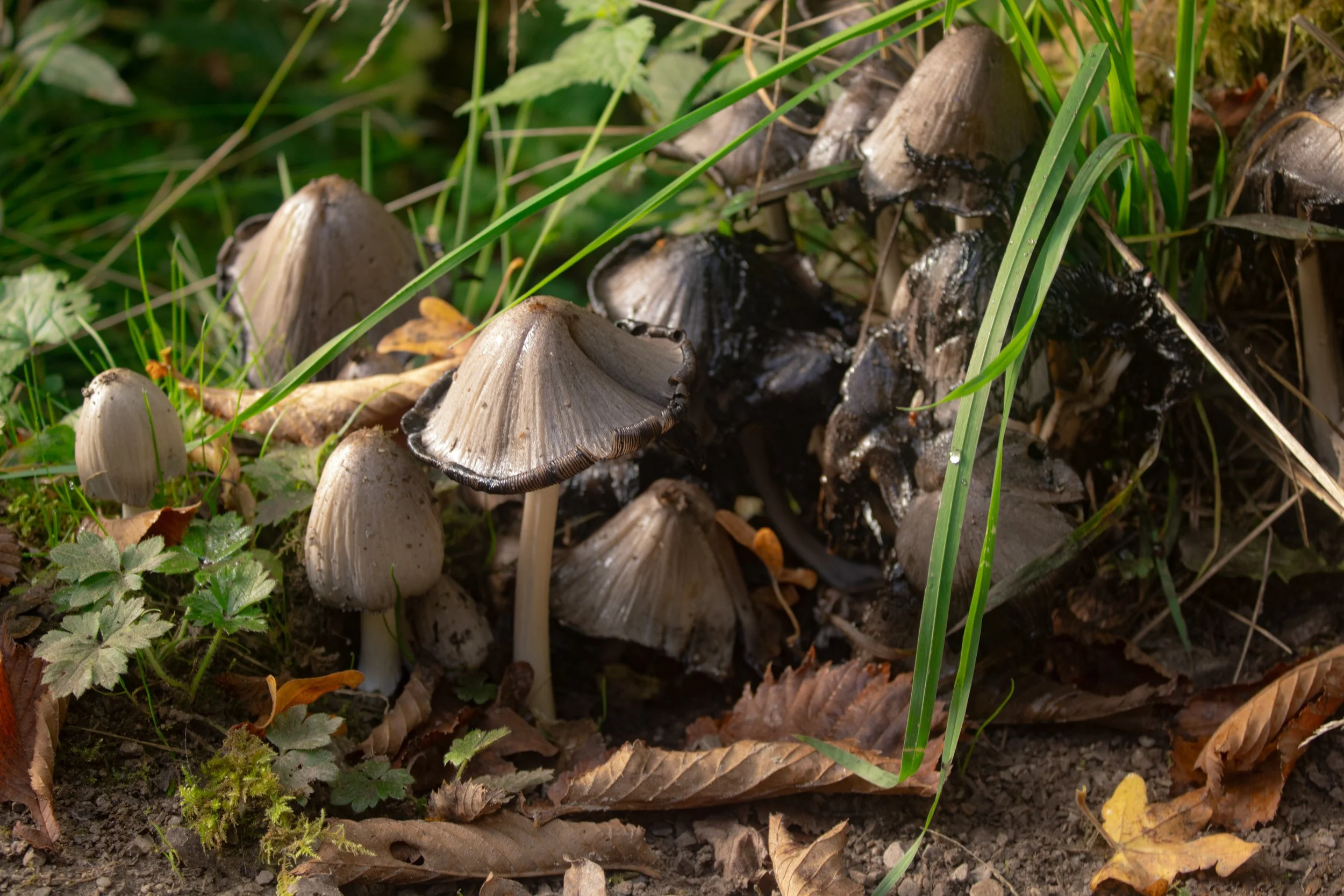 Group of mushrooms growing among grass and fallen leaves on the forest floor.