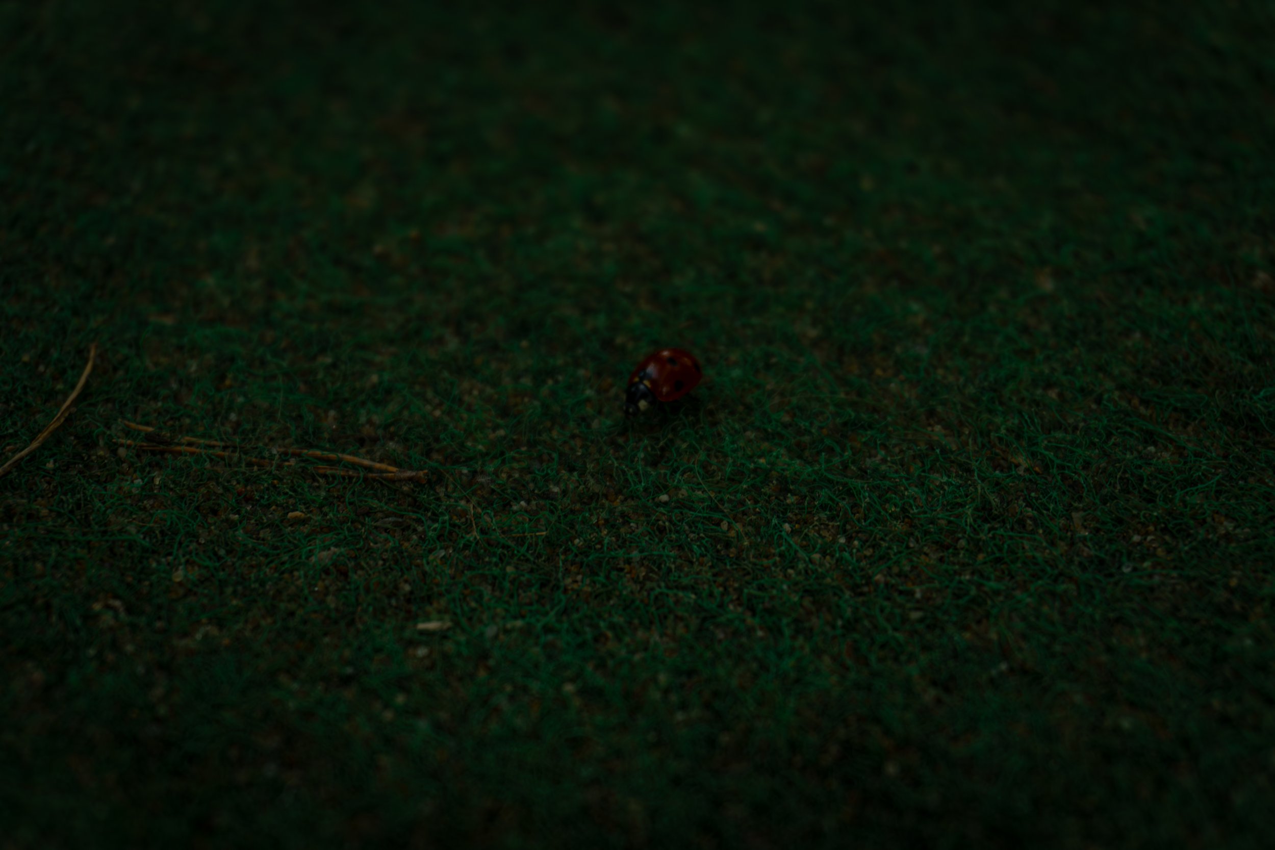 A small red ladybug with black spots on a dark green grassy surface.