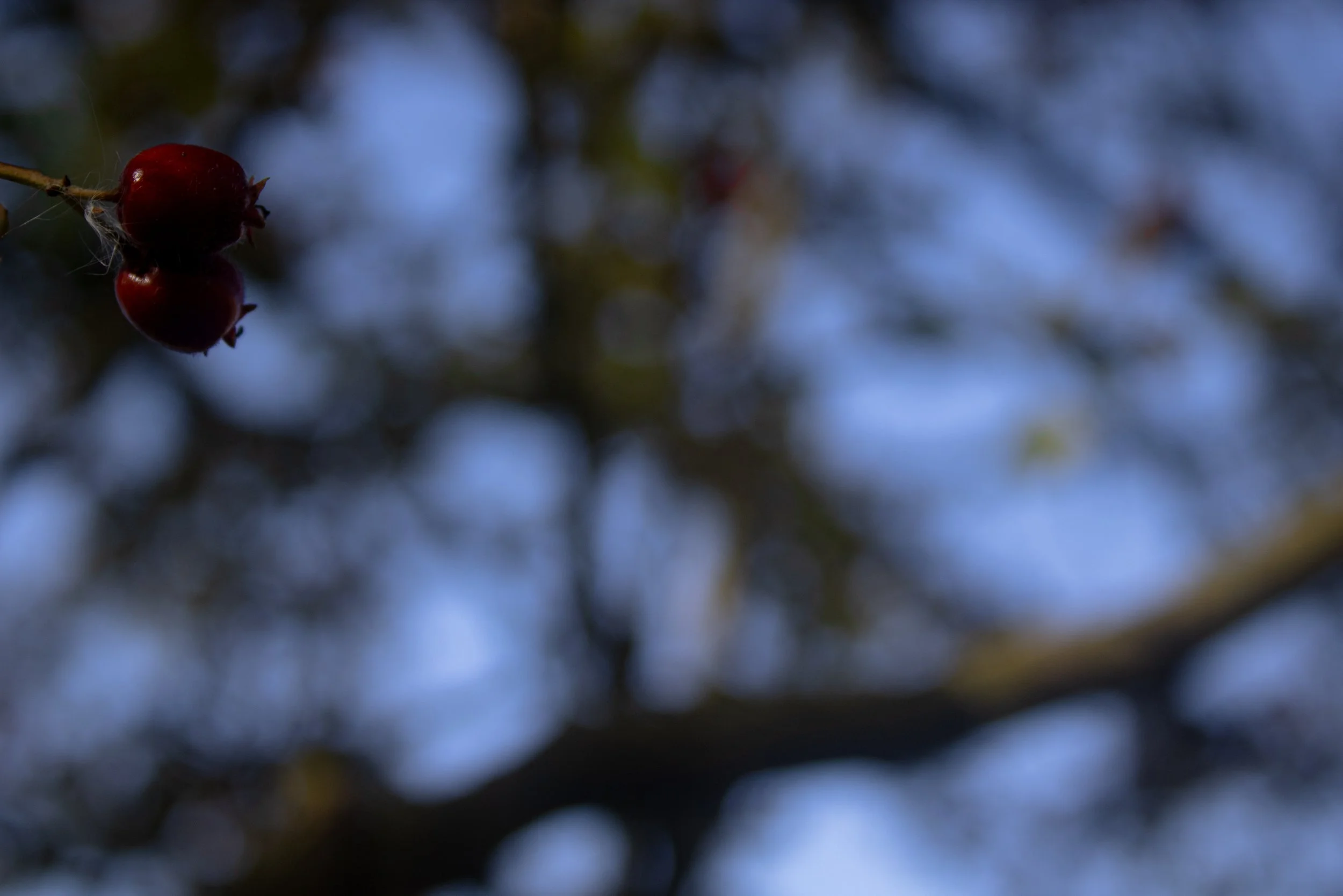 Close-up of two red berries on a branch with a dark, blurred background.