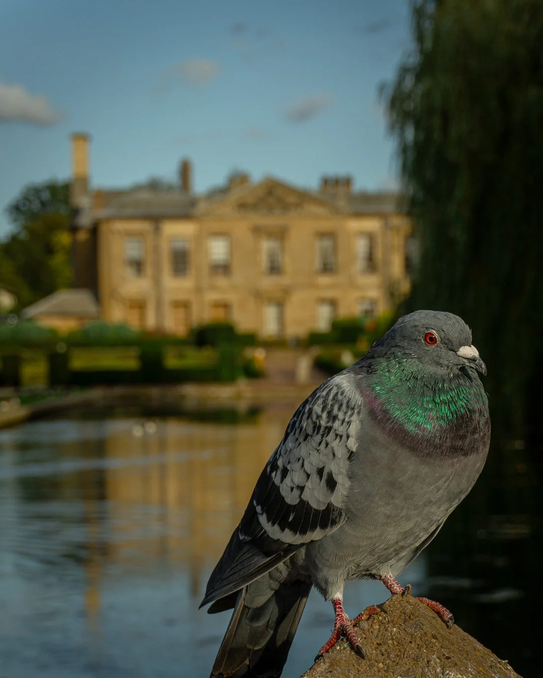 A close-up of a pigeon with grey and black feathers and iridescent green and purple on its neck, perched on a rock near a pond with a historic mansion in the background.