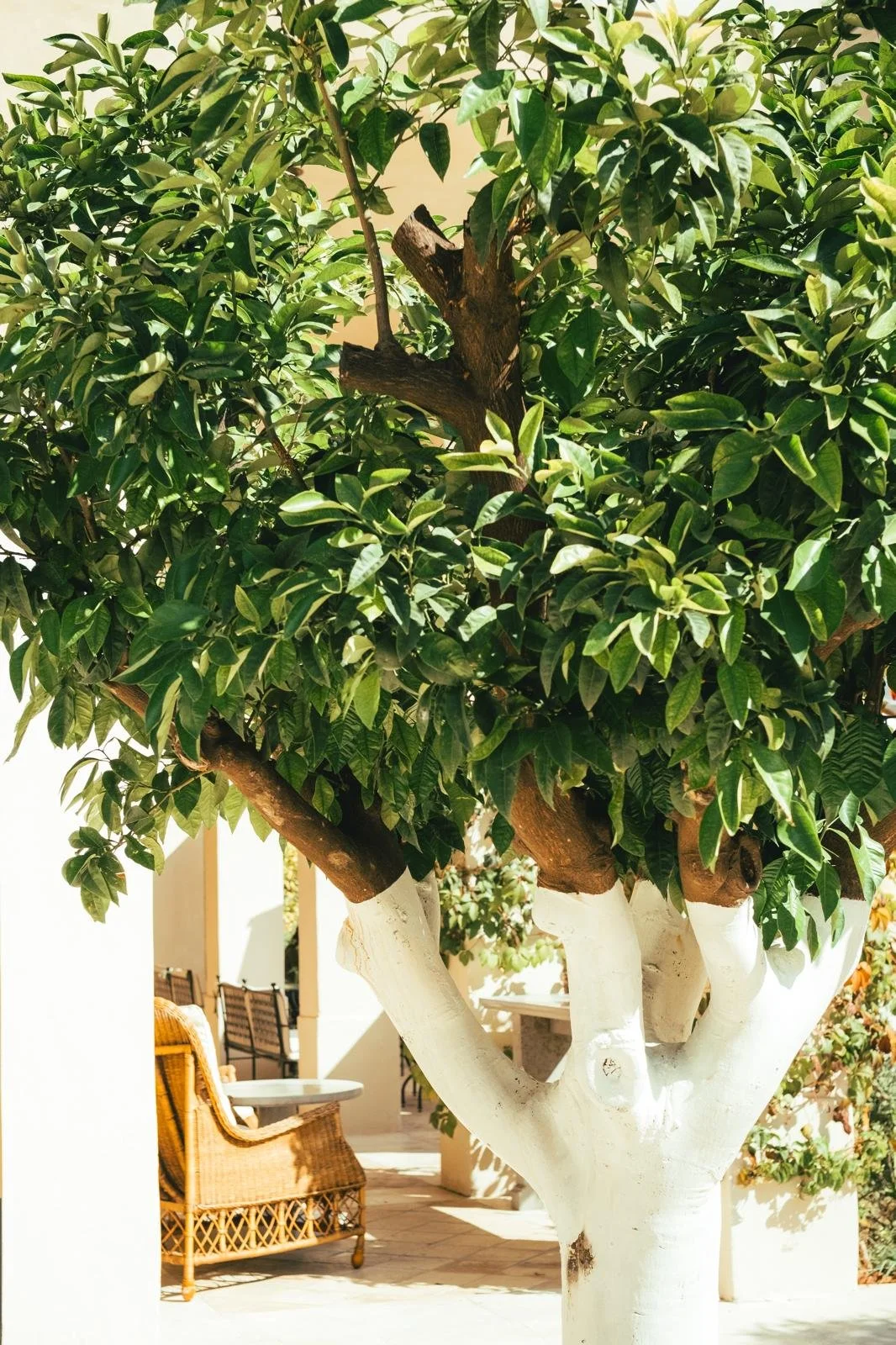 Arbre avec tronc blanc et feuillage dense, situé dans un espace extérieur avec meuble en rotin et table.