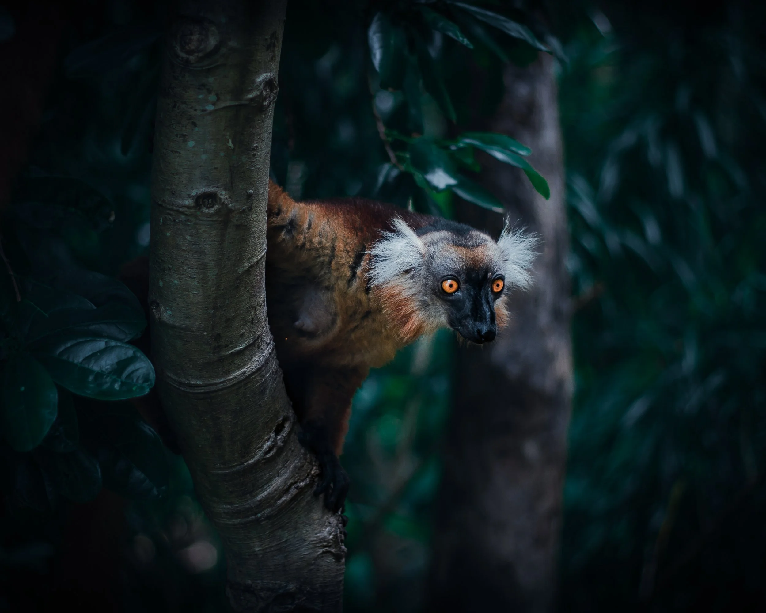 A lemur with orange eyes peeking from behind a tree in a dense jungle.