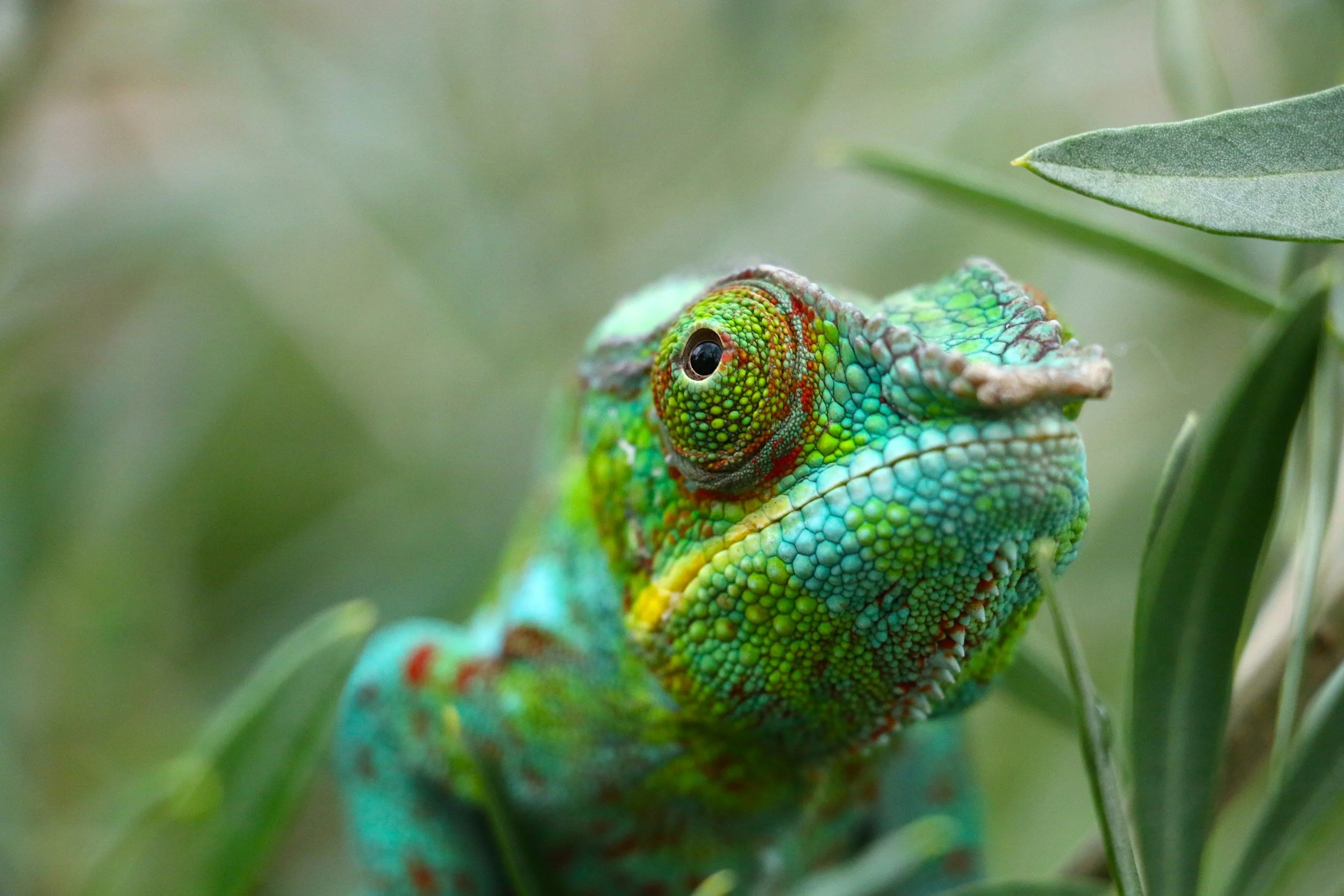 A close-up of a colorful chameleon amid green foliage, with textured scales and a curled tail.