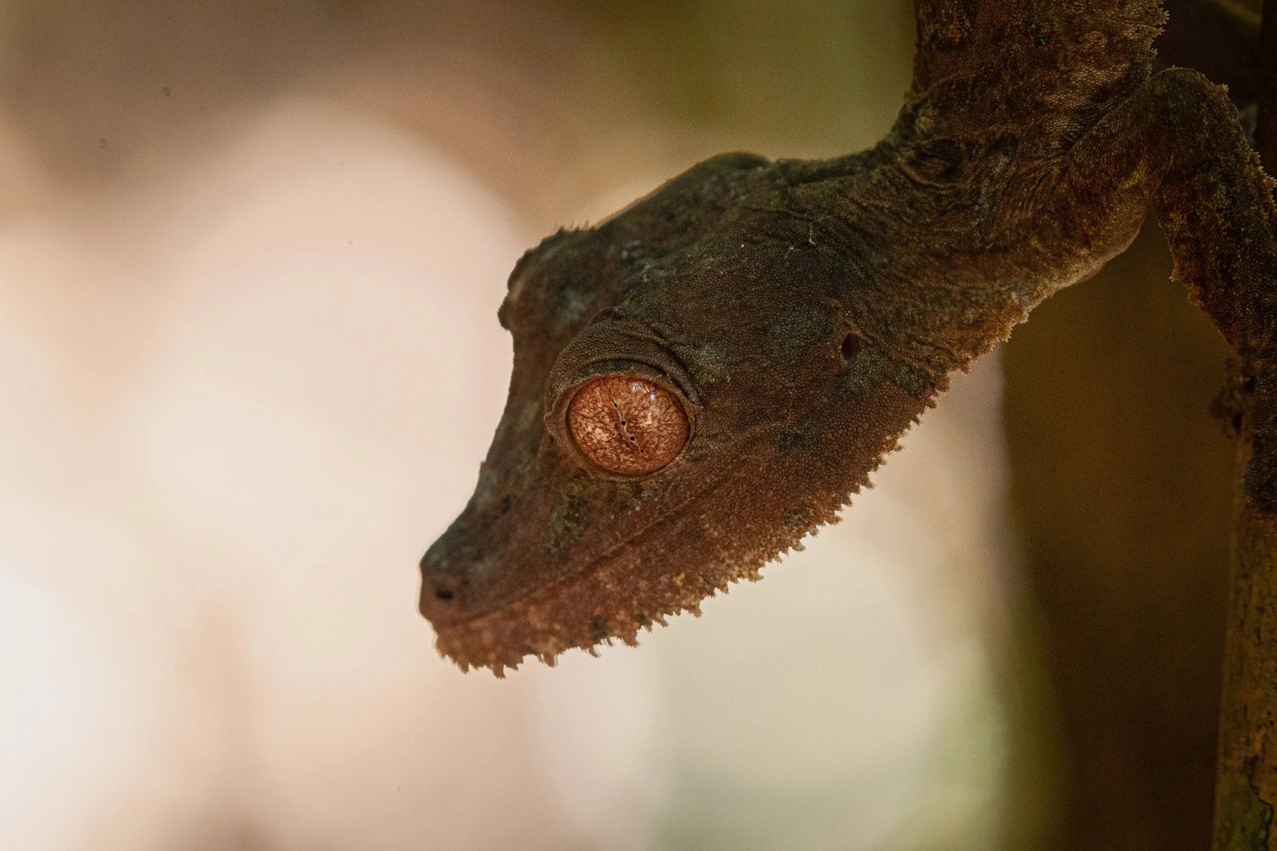 A close-up view of a brown chameleon with textured skin and a prominent eye, climbing on a branch.