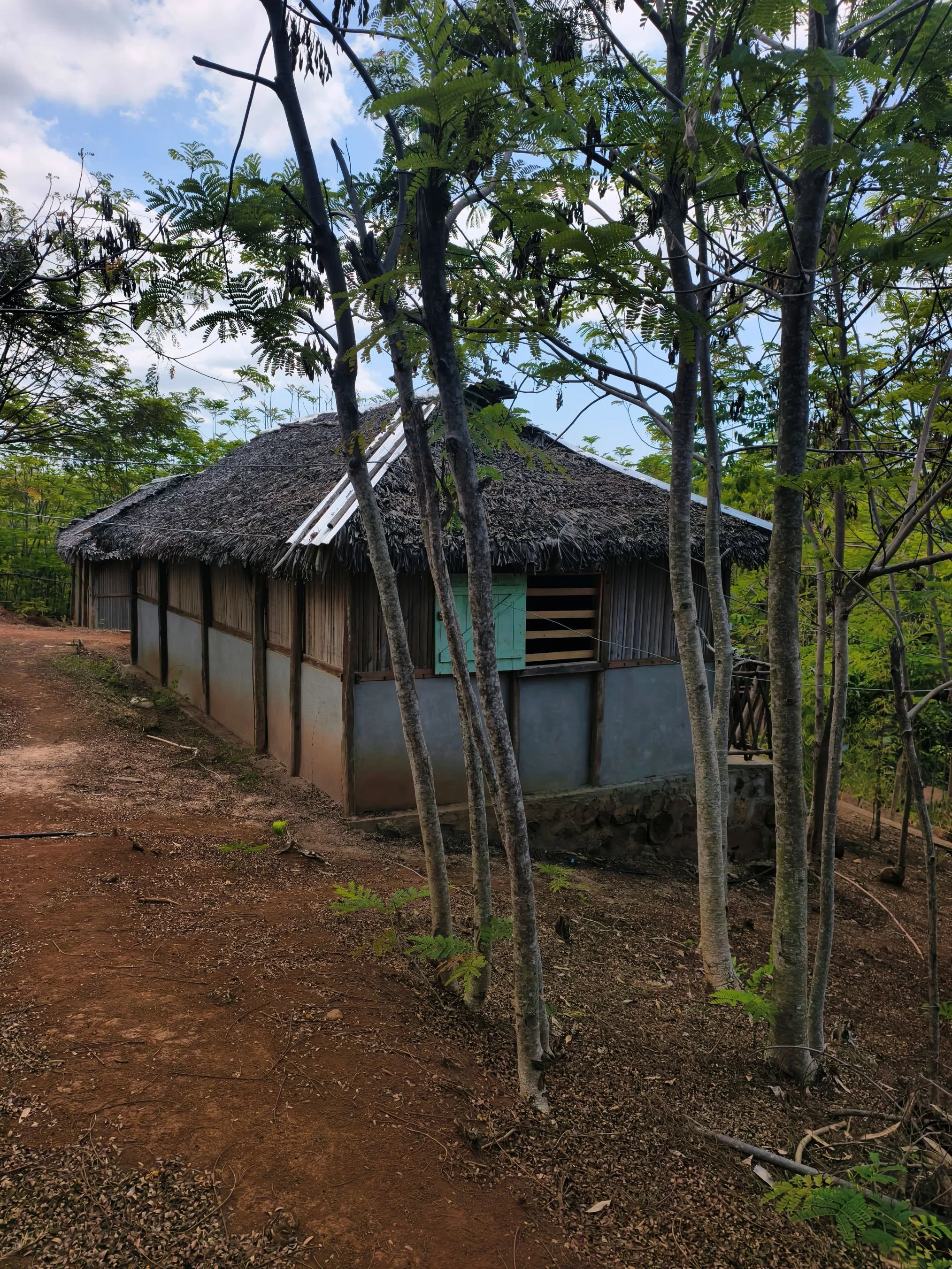 A traditional thatched roof hut surrounded by trees and bushes in a rural area with dirt ground.