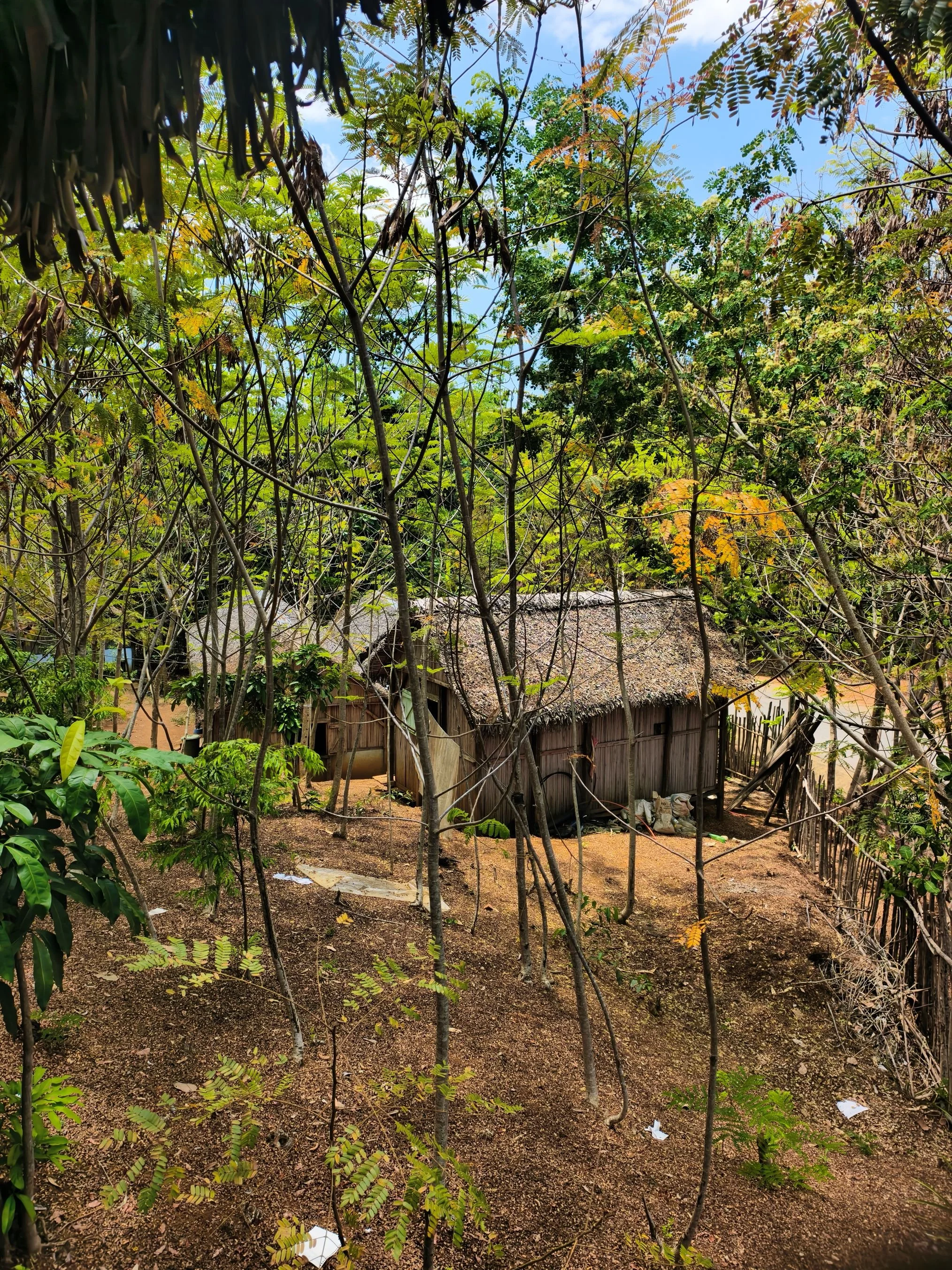 A small rustic wooden hut with a thatched roof in a clearing surrounded by dense trees and foliage, with a dirt ground and scattered papers.