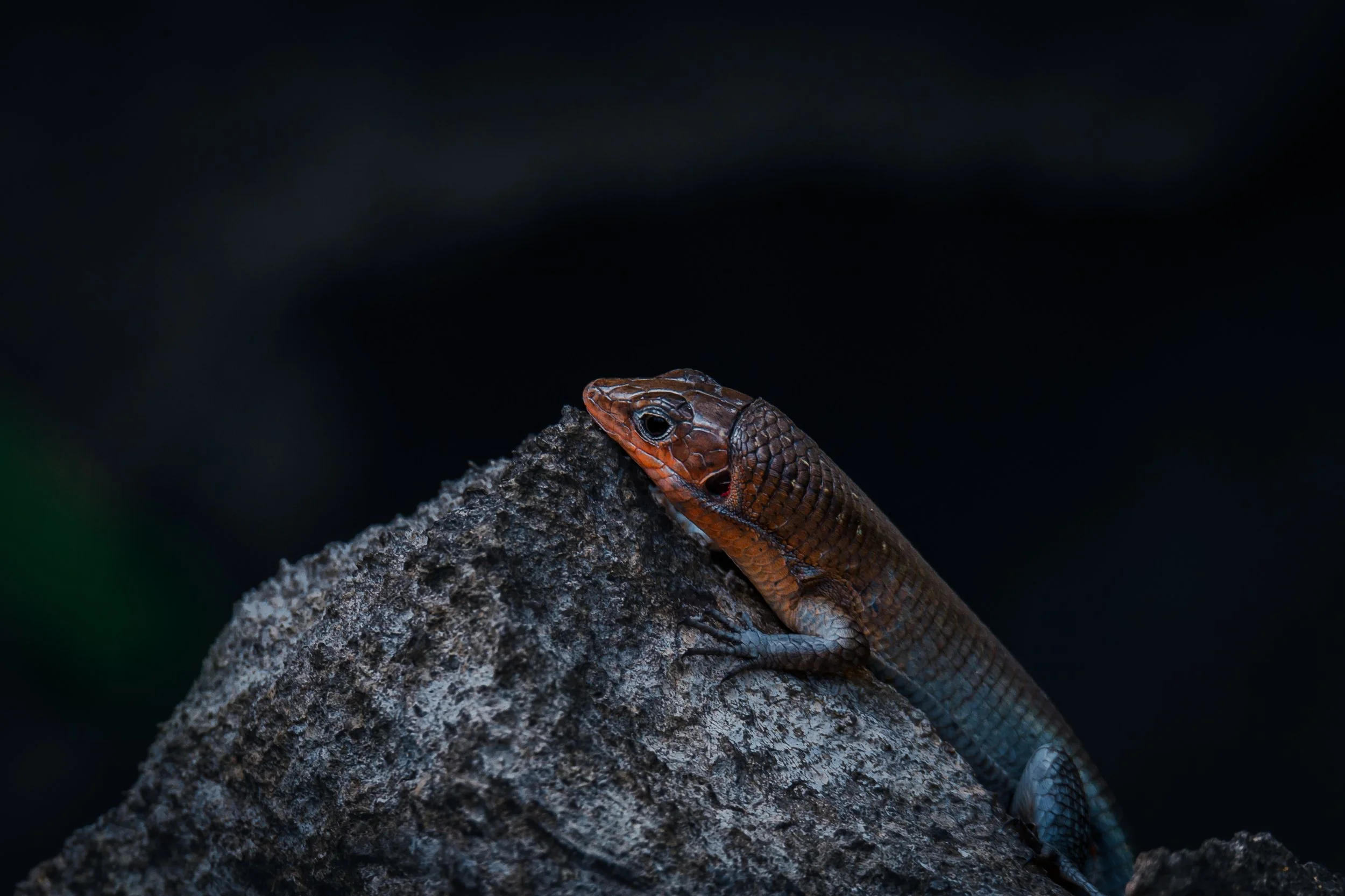 A close-up of a brown and black lizard on a rough, dark outdoor surface, with a dark background.
