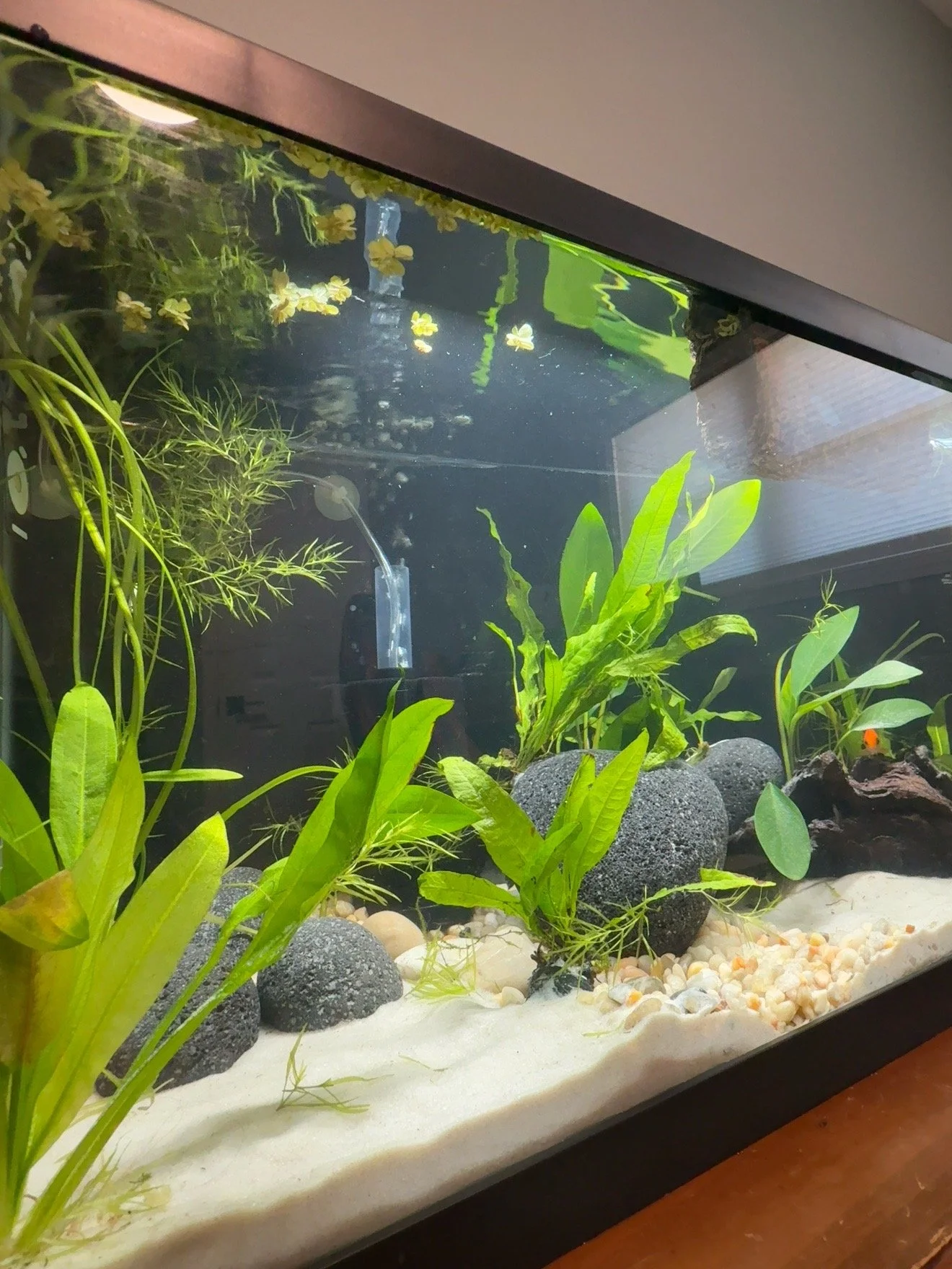 Planted freshwater aquarium with rocks, live plants, and sand