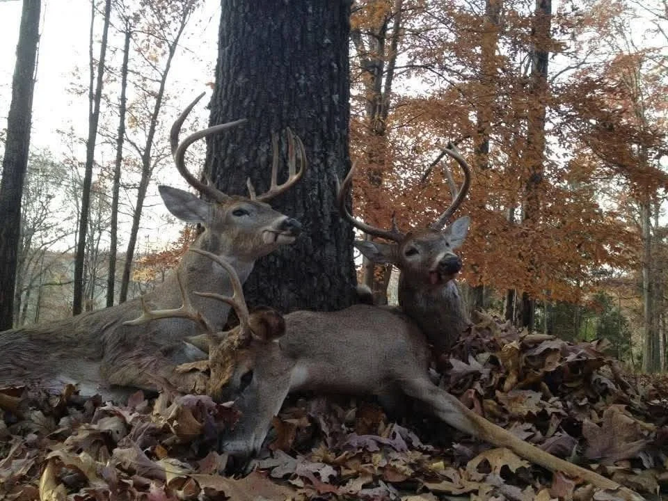 Three deer are shown in a forest with fallen leaves on the ground. Two bucks with large antlers are standing, and one deer is lying down.