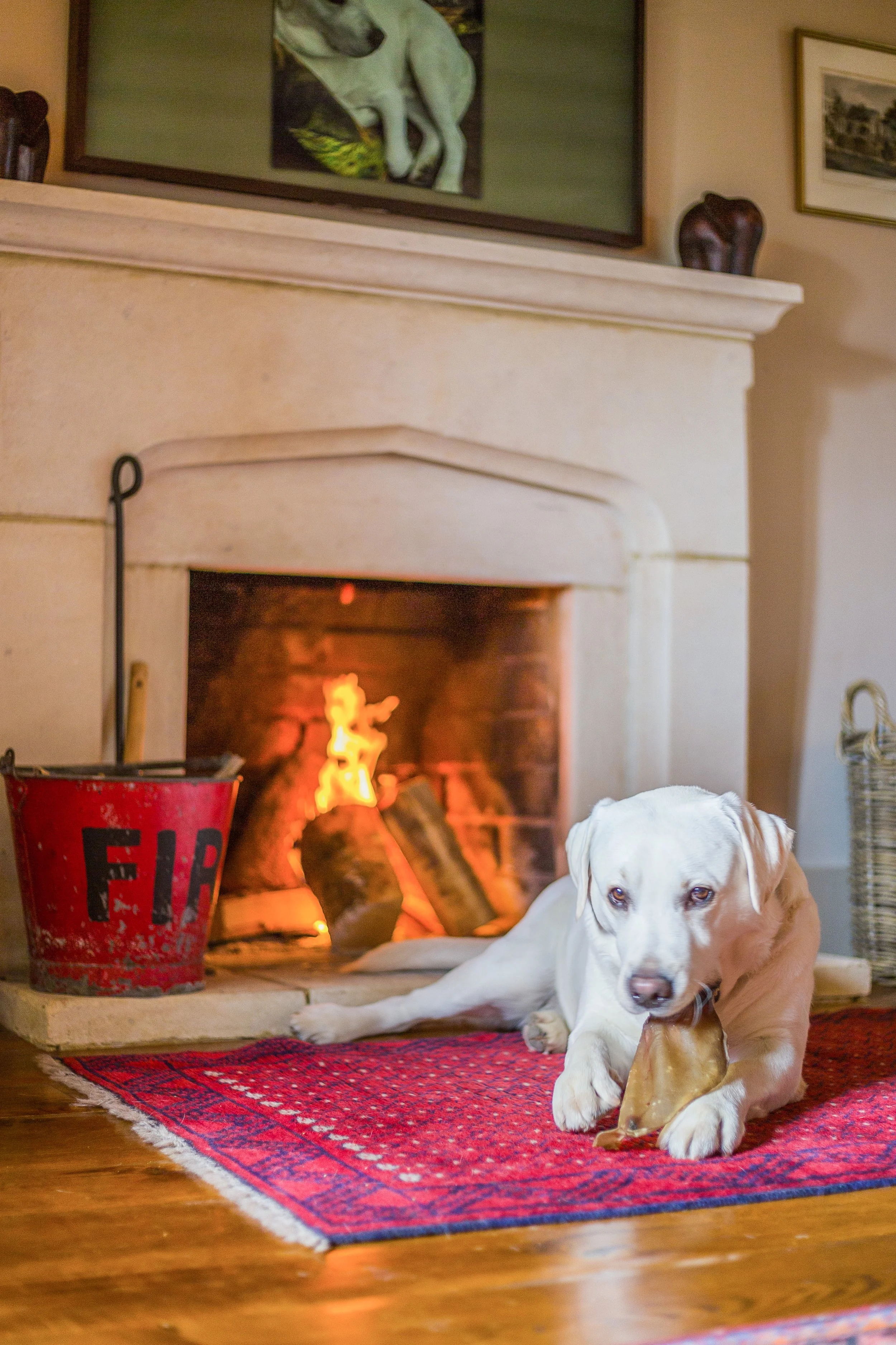 A yellow Labrador retriever lying on a red patterned rug in front of a lit fireplace, holding a chew toy in its paw. A red bucket with black text is to the left of the dog. The fireplace has a white mantel with decorations and framed artwork hanging above.