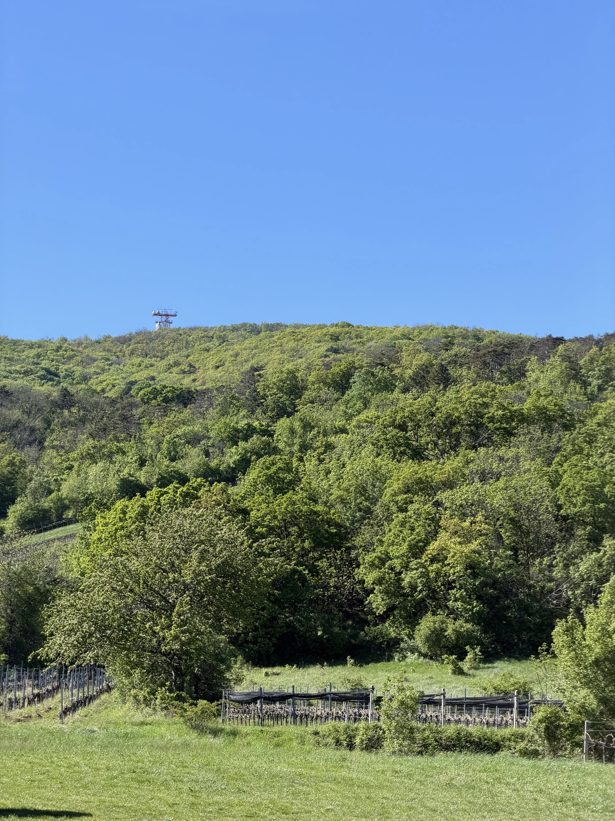 IMG_0376.jpeg