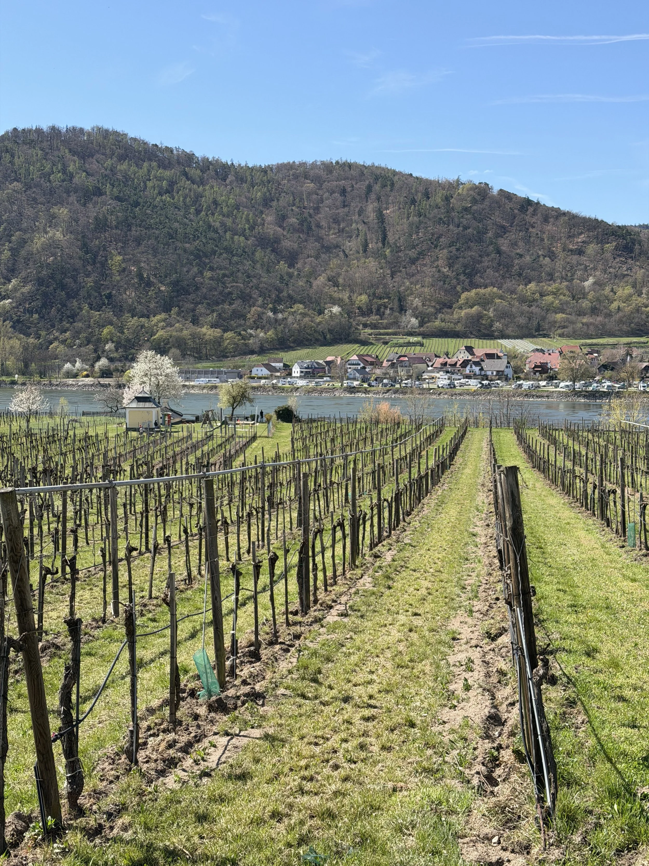 Vineyard with rows of grapevines in the foreground, a river, a small town with houses, and a forested hill in the background under a blue sky.