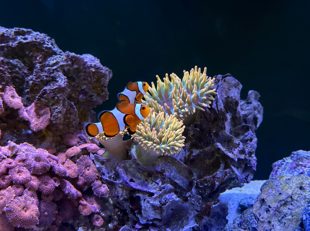 Clownfish swimming among coral and anemone in a coral reef