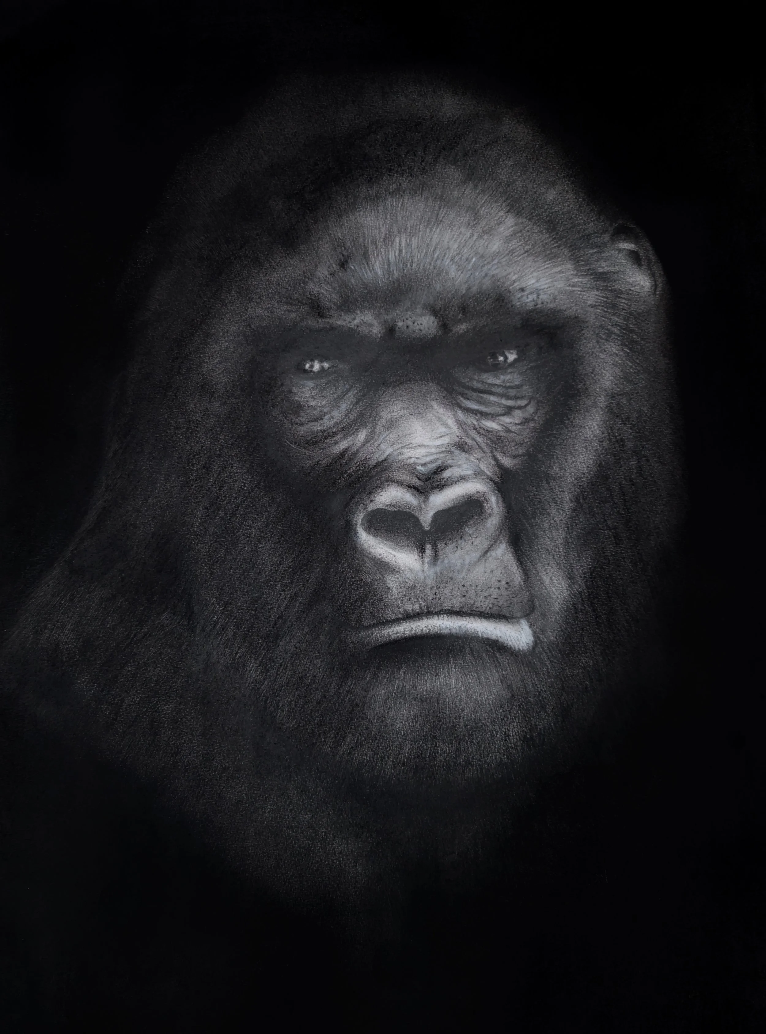 Black and white pastel drawing of a gorilla's face on black paper