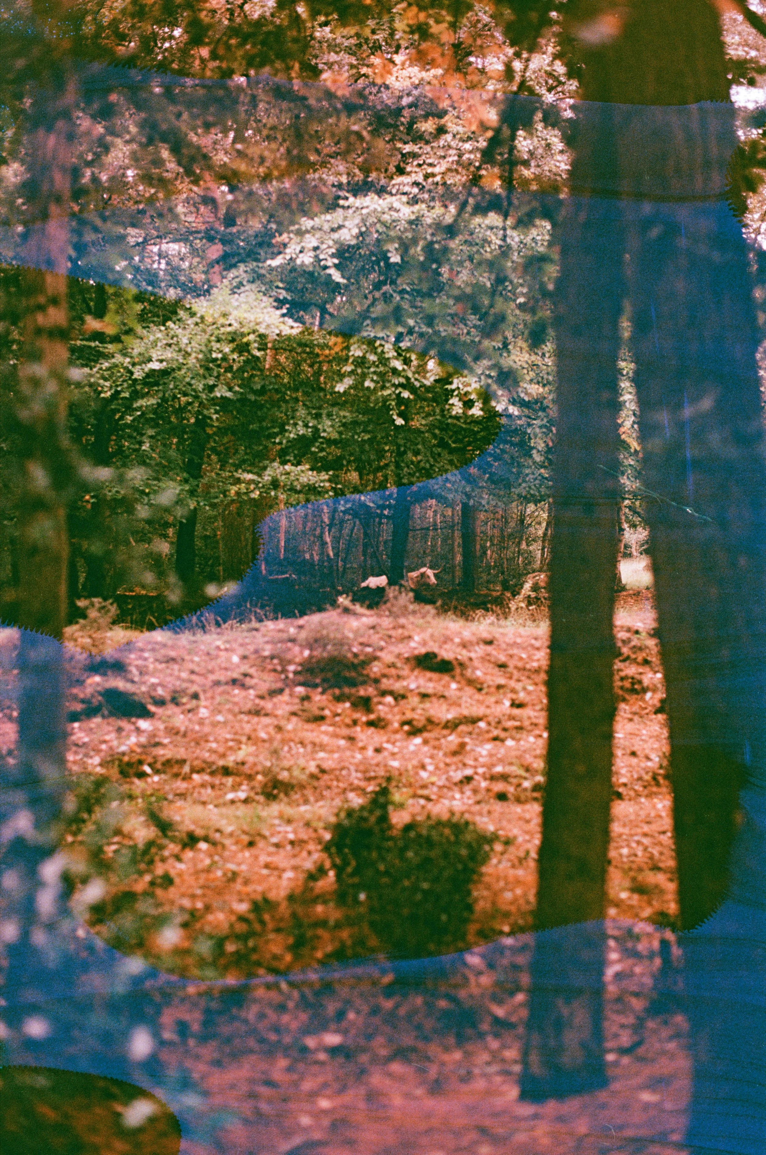 A forest scene with tall trees, sunlight filtering through the leaves, and a ground covered with fallen leaves and dirt.