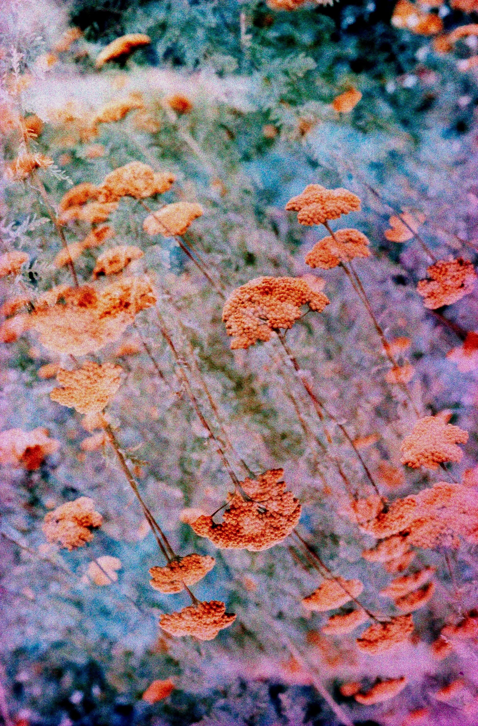 Close-up of several orange and brown dried flowers or seed pods with thin stems, set against a blurred, multicolored background of greens, blues, and purples.