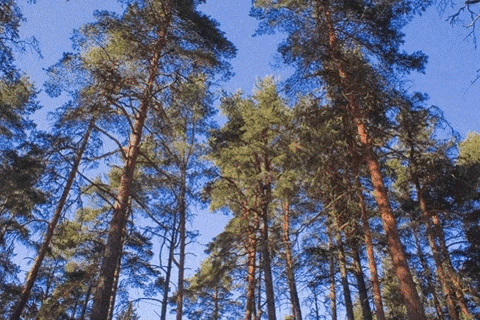 Coloured trees