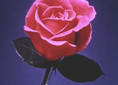 A close-up of a pink rose with dark green leaves against a dark purple background.