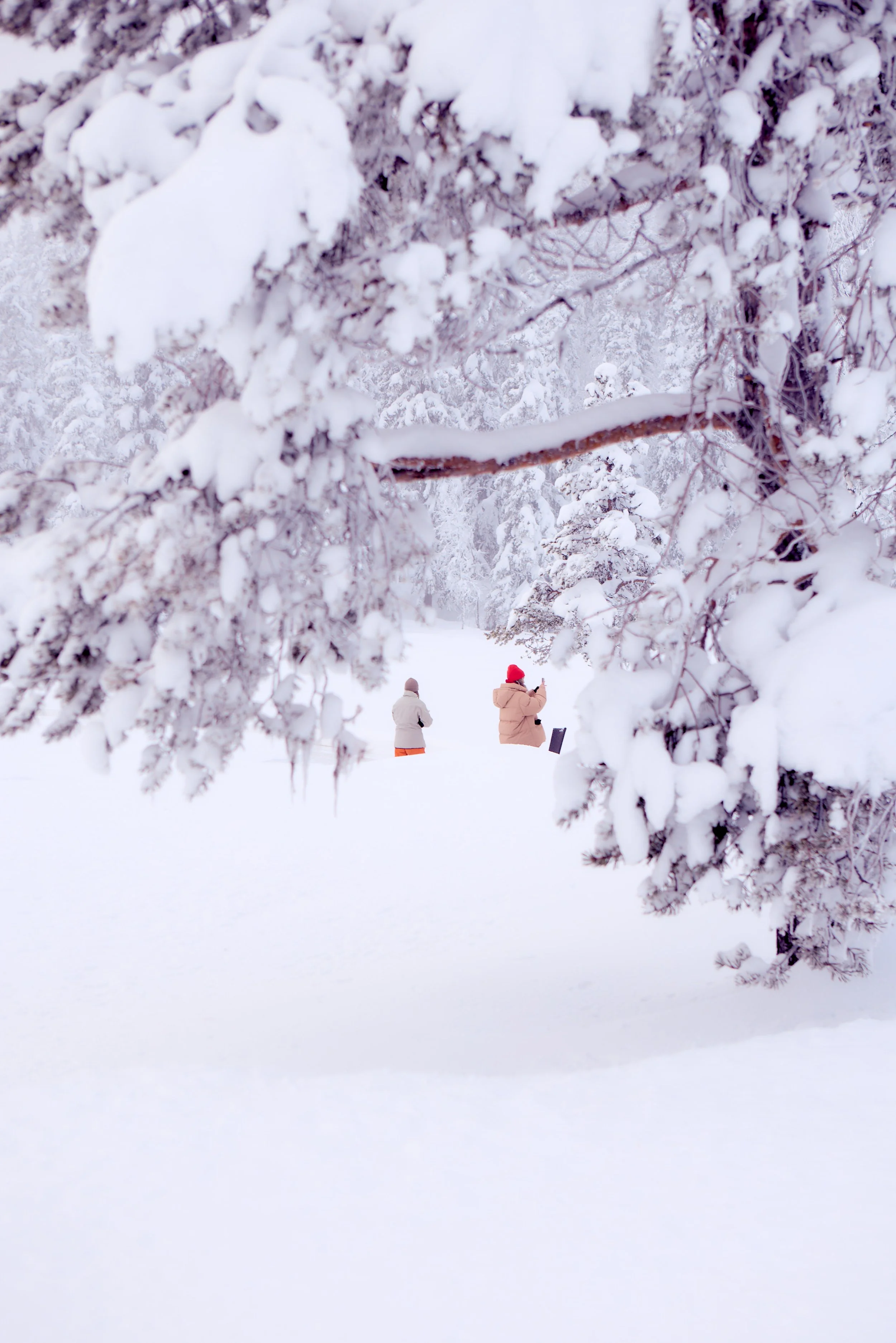 Snow-covered trees and ground with three people bundled in winter clothing taking photos.