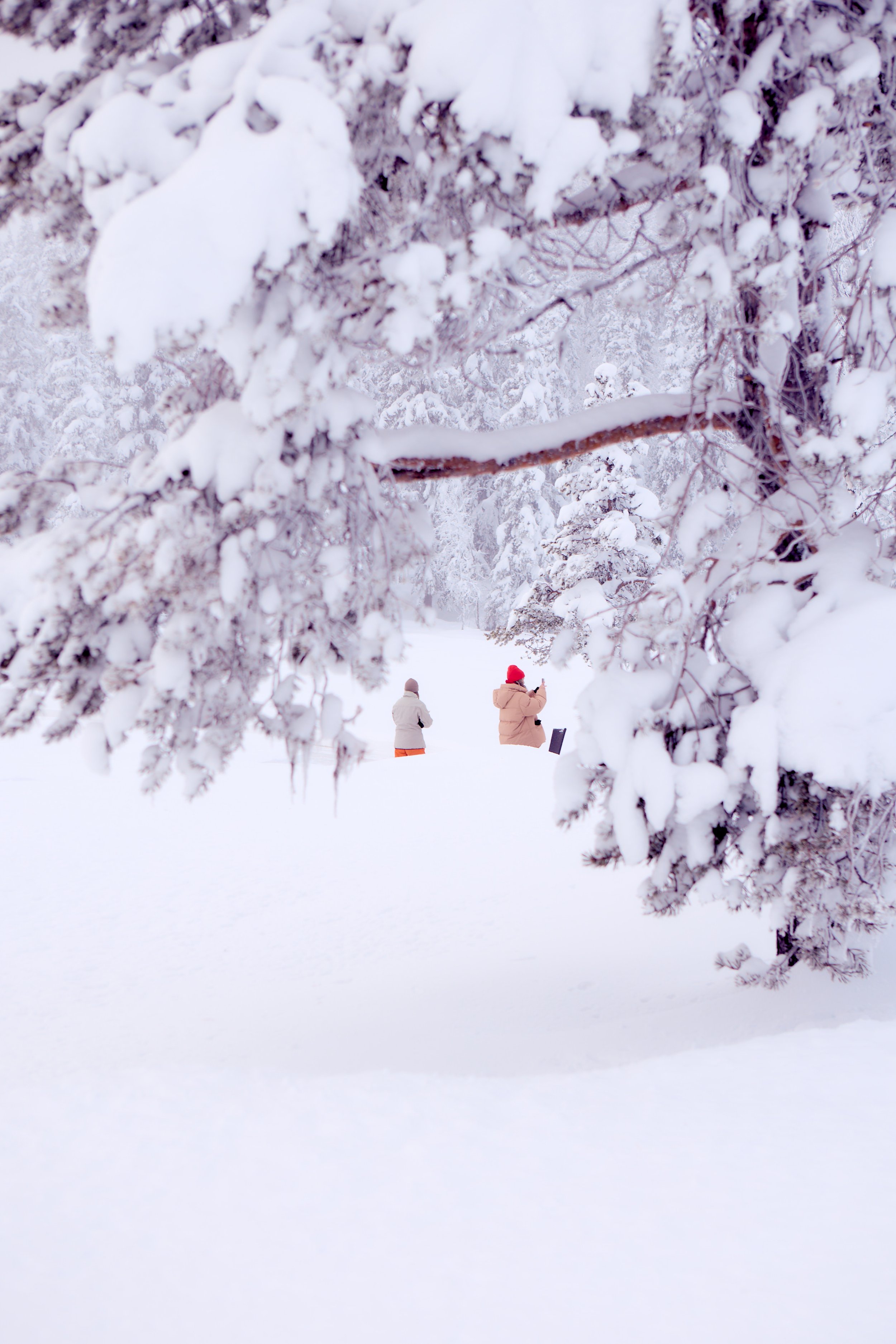 Snow-covered trees with two people standing in the snow, some wearing winter gear and taking photos.