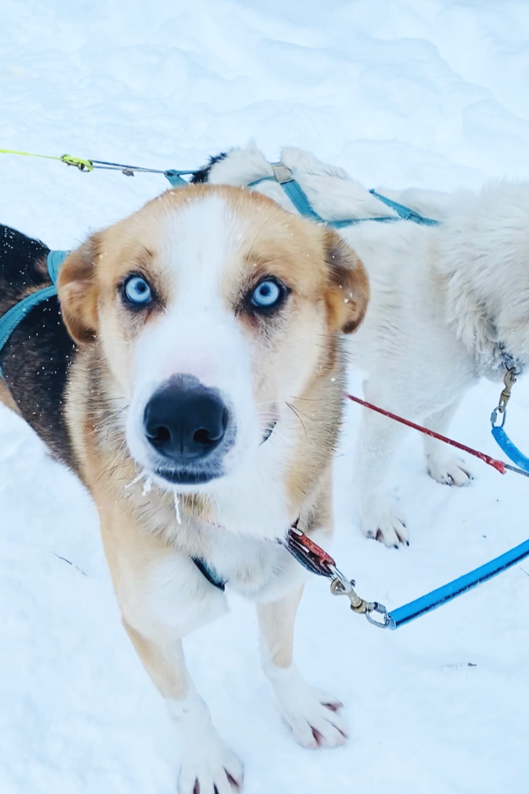 Close-up of a husky dog with blue eyes standing on snow, wearing a harness, with another dog partially visible.