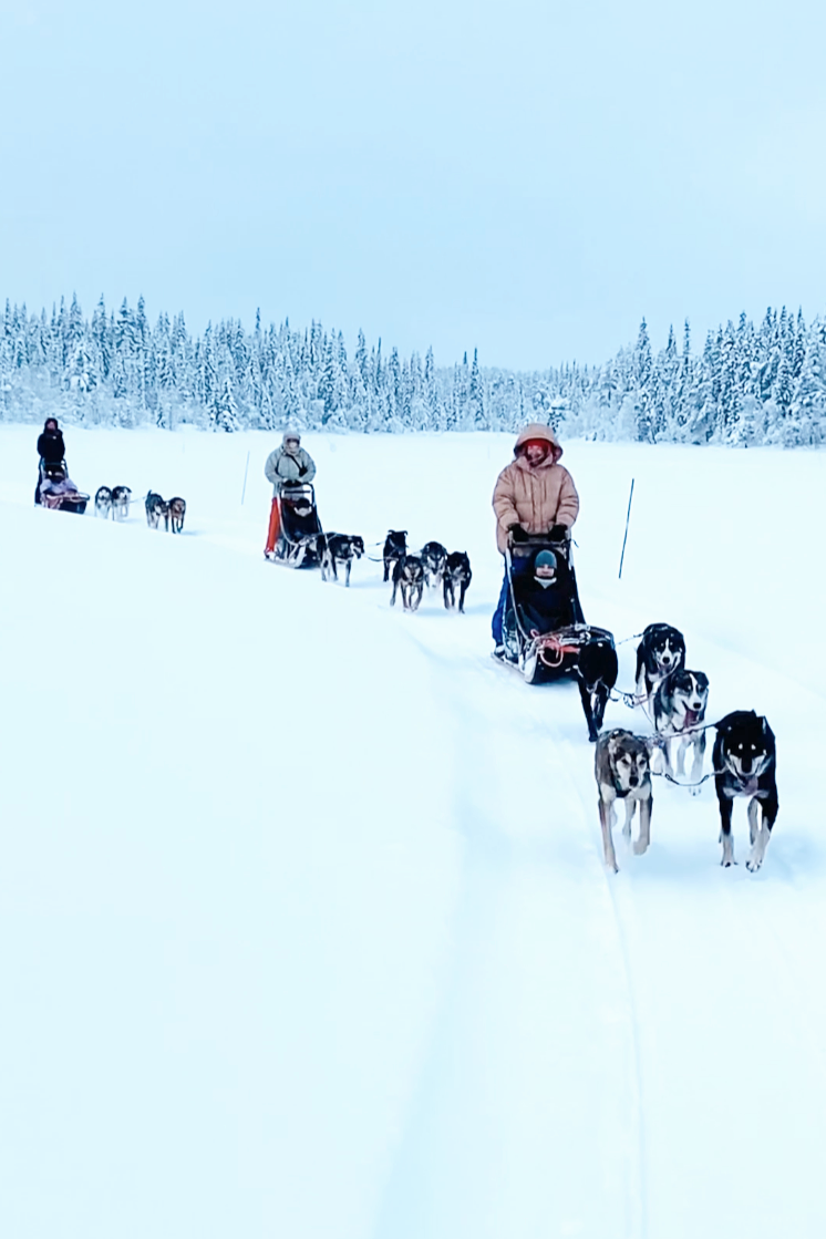 People riding dog sleds across a snowy landscape with snow-covered trees in the background.