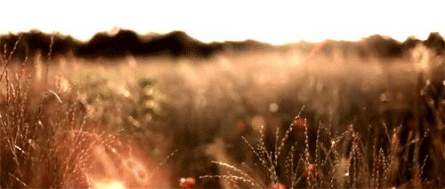 Sunset over a grassy field with tall grasses and wildflowers.