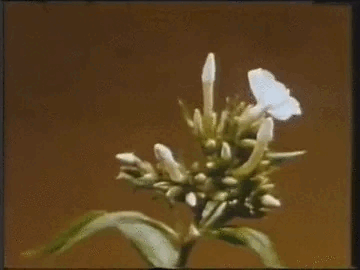 A butterfly perched on a cluster of white flowers with buds against a brown background.