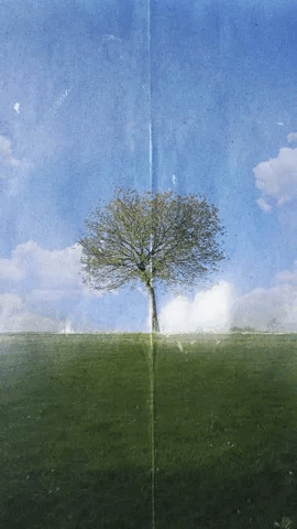 A single tree on a grassy hill under a blue sky with clouds.