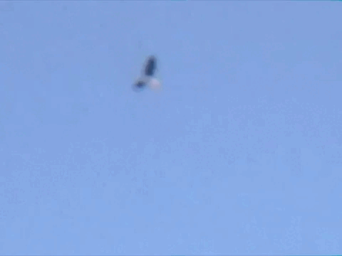 A small bird flying in a clear blue sky.