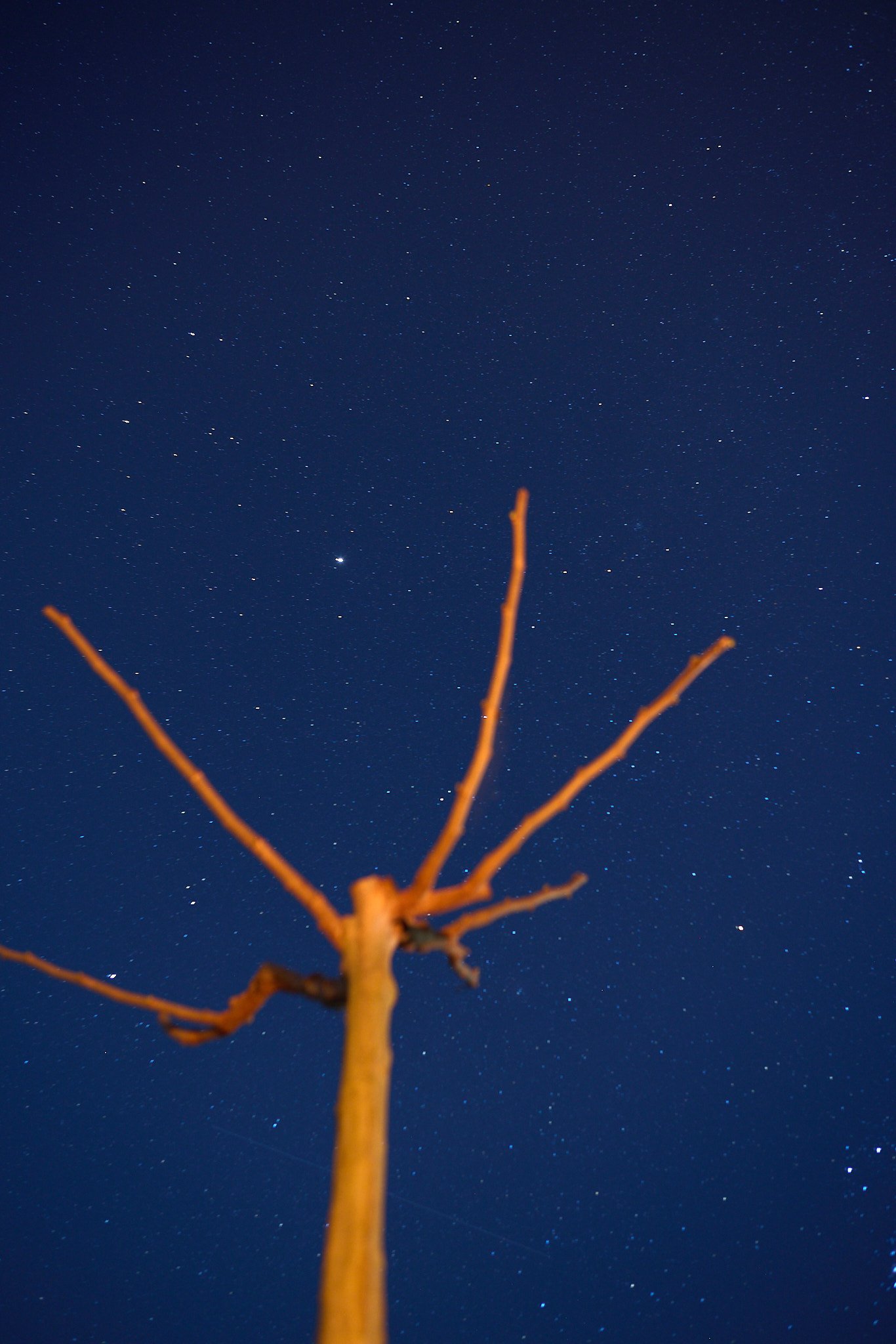 A starry night sky with numerous visible stars, seen from the ground where a blurred, leafless tree with orange-brown branches is in the foreground.