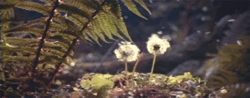 Flowers in nature