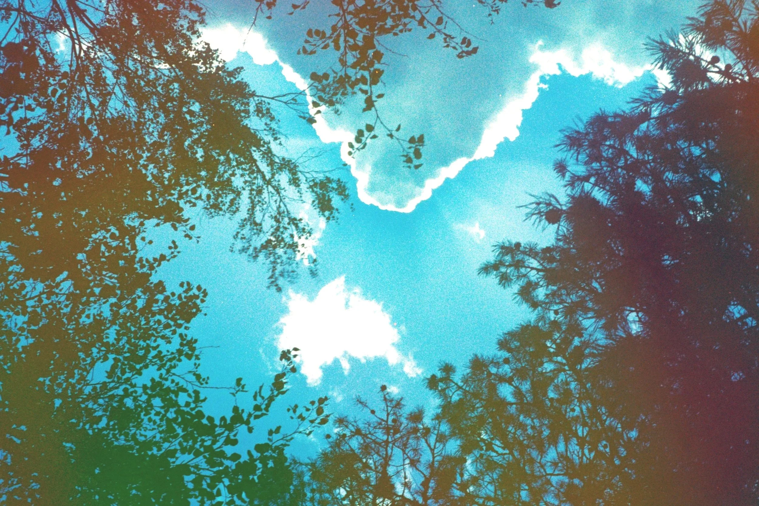 Looking up at the sky through tree branches with some clouds and a blue sky visible.