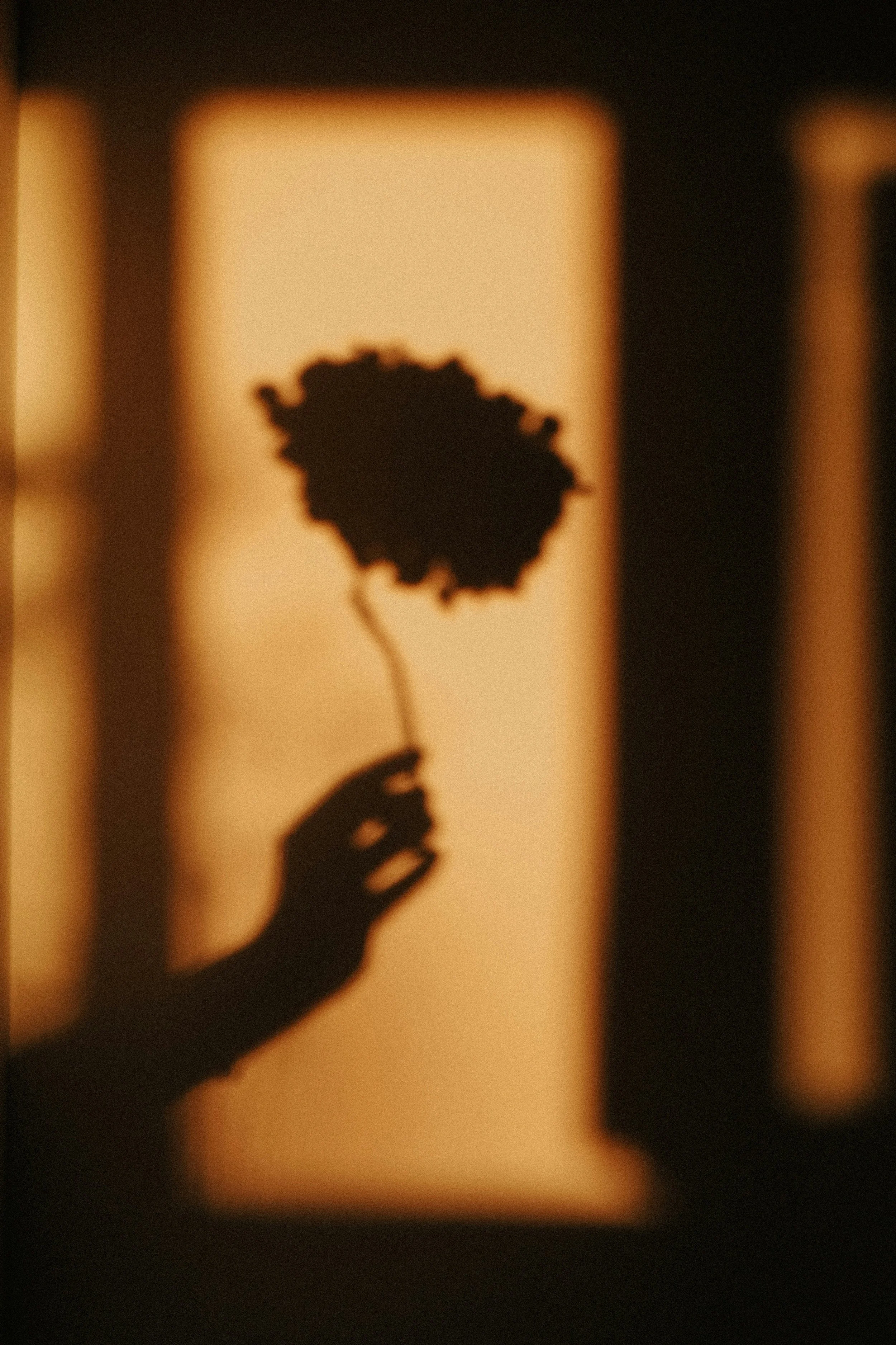 Silhouette of a hand holding a flower against a warm, blurred background with vertical light stripes.