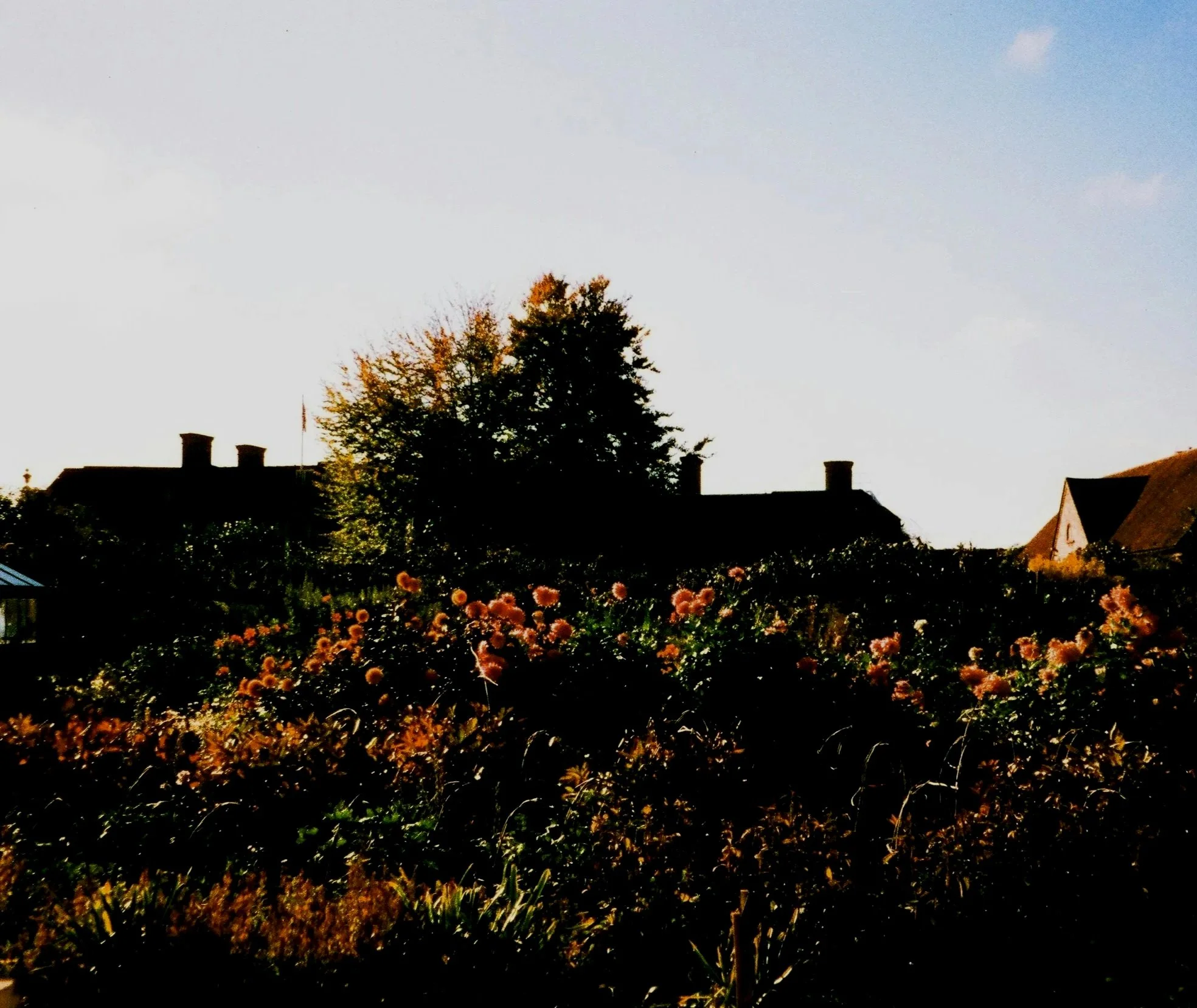 A clear sky with a few clouds, trees with autumn leaves, rooftops with chimneys in the background, and orange flowers in the garden foreground.