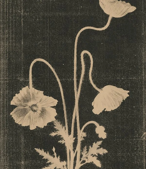 Flower blooming