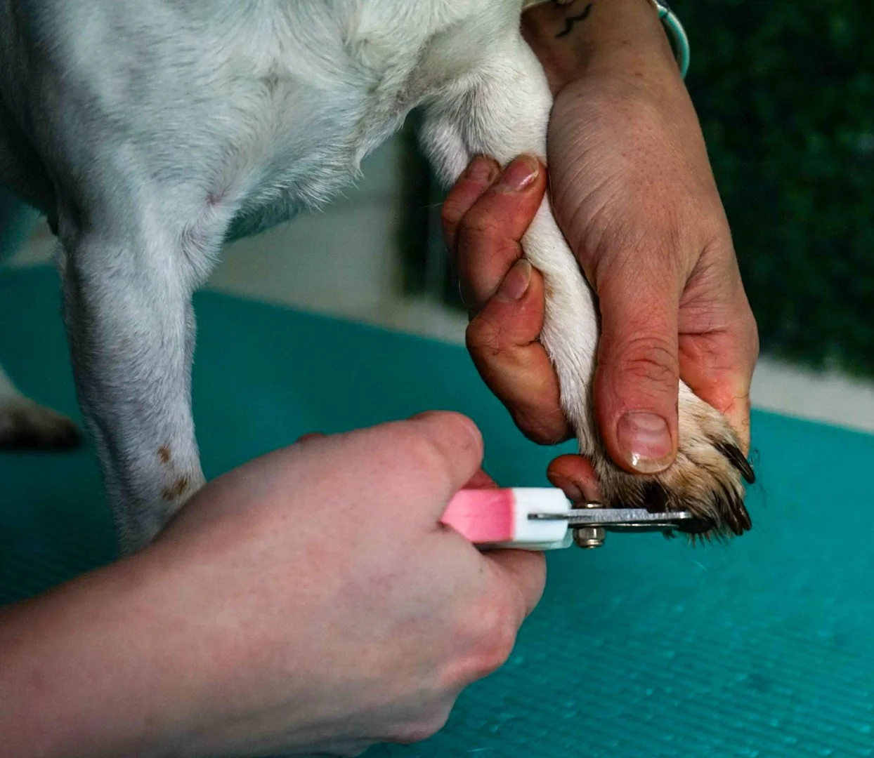 A person is trimming a dog's nails with a nail grinder, focusing on the dog's paw and the person's hands.