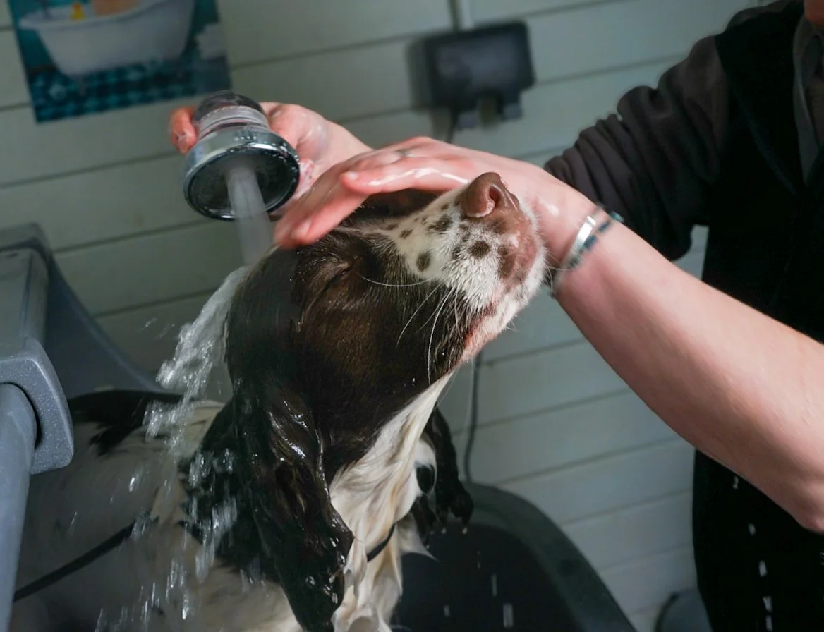 Person bathing a dog with water from a hose, dog with black and white fur, on a grooming table or grooming station.
