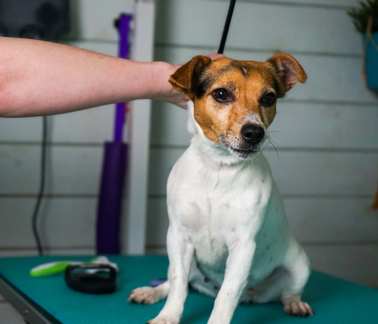 A small dog with a brown and white coat sitting on a grooming table, being groomed by a groomer. The background shows a wall with grooming tools hanging.