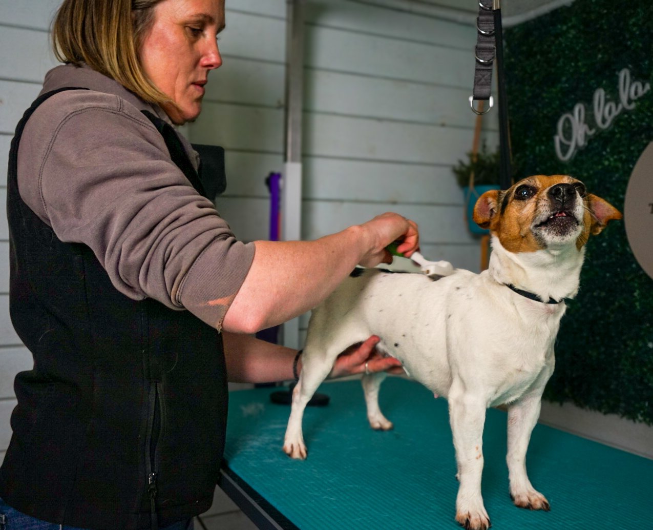 A woman is grooming a small dog on a grooming table in a pet grooming salon.