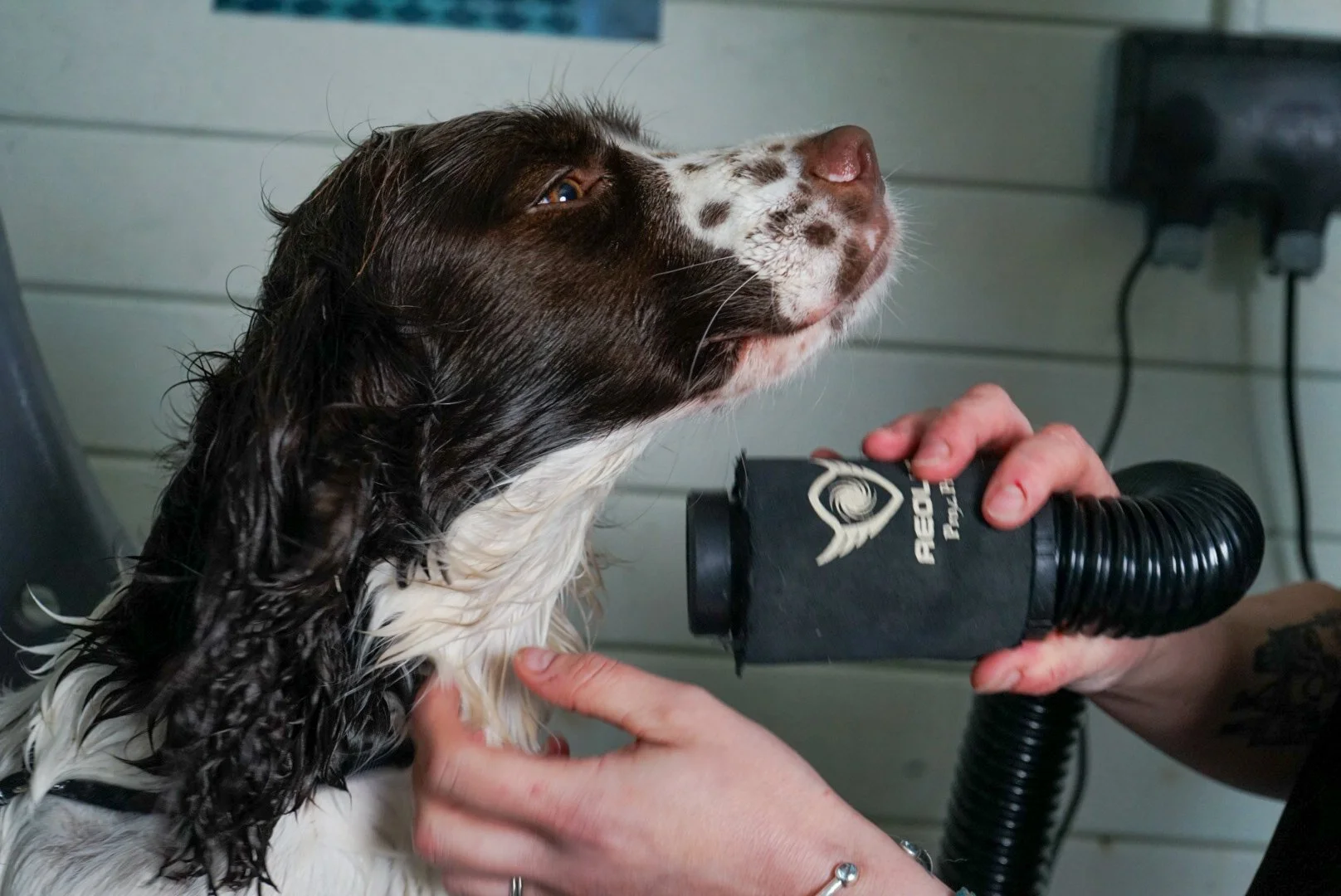A dog with wet fur being held by a person while a hand blows air into its face using a black hairdryer.