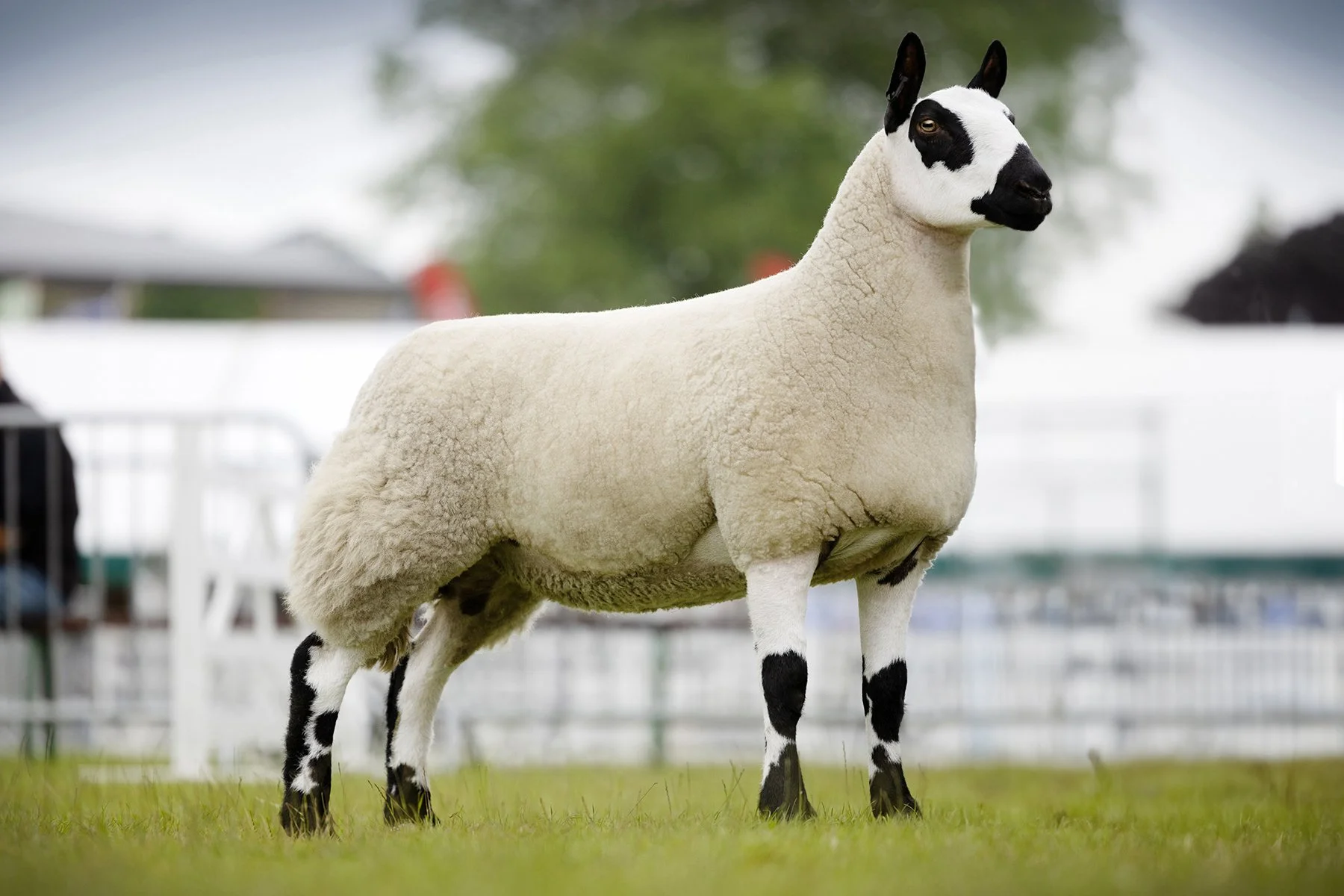 Yorkshire Show 2024