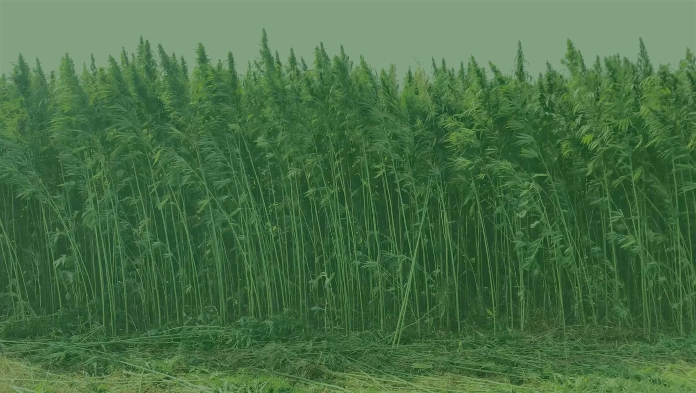 hemp_banner_video_still_web.jpg