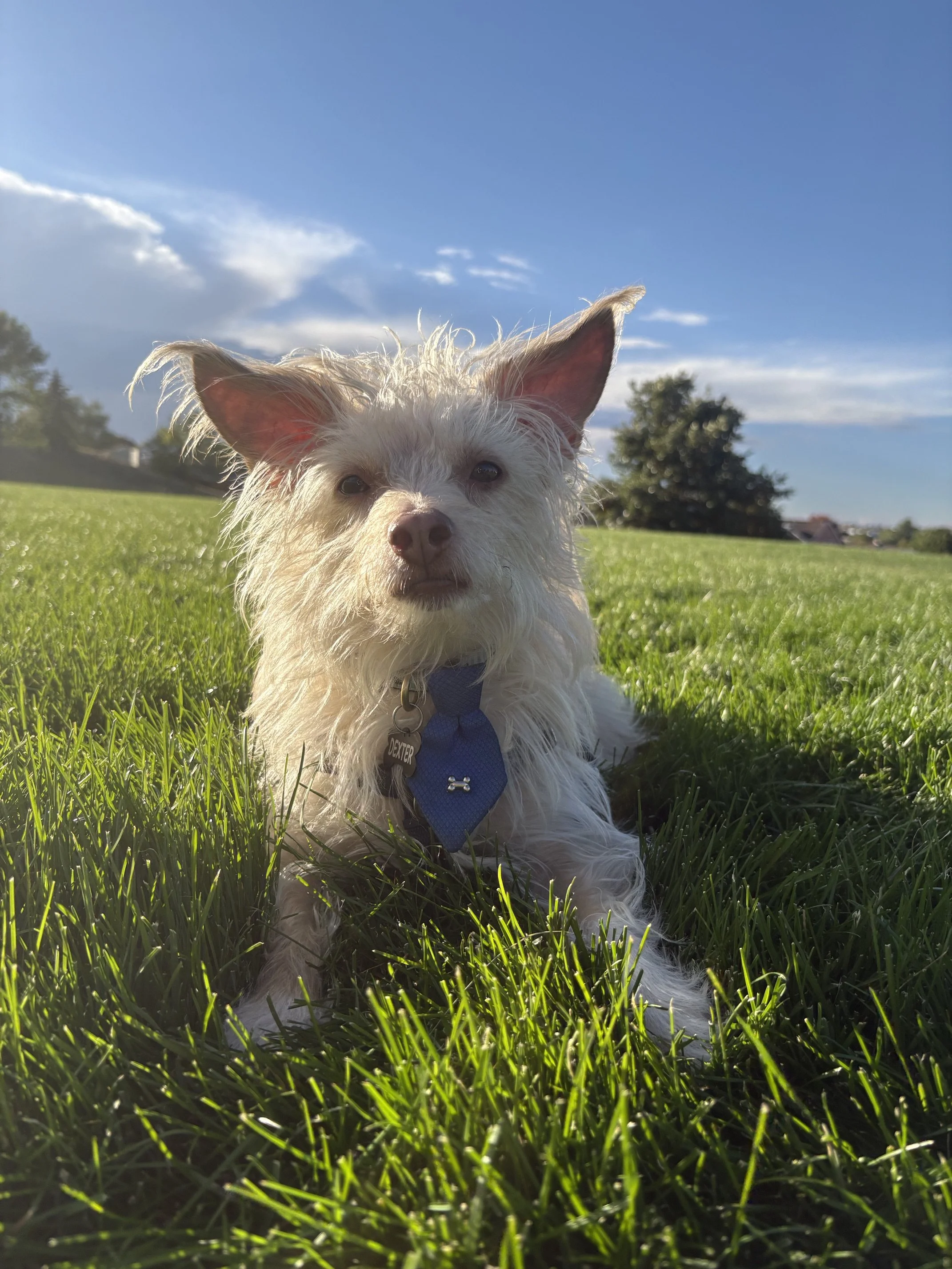 A small white dog with large ears and a blue collar sitting in green grass on a sunny day with a clear blue sky and some clouds in the background.