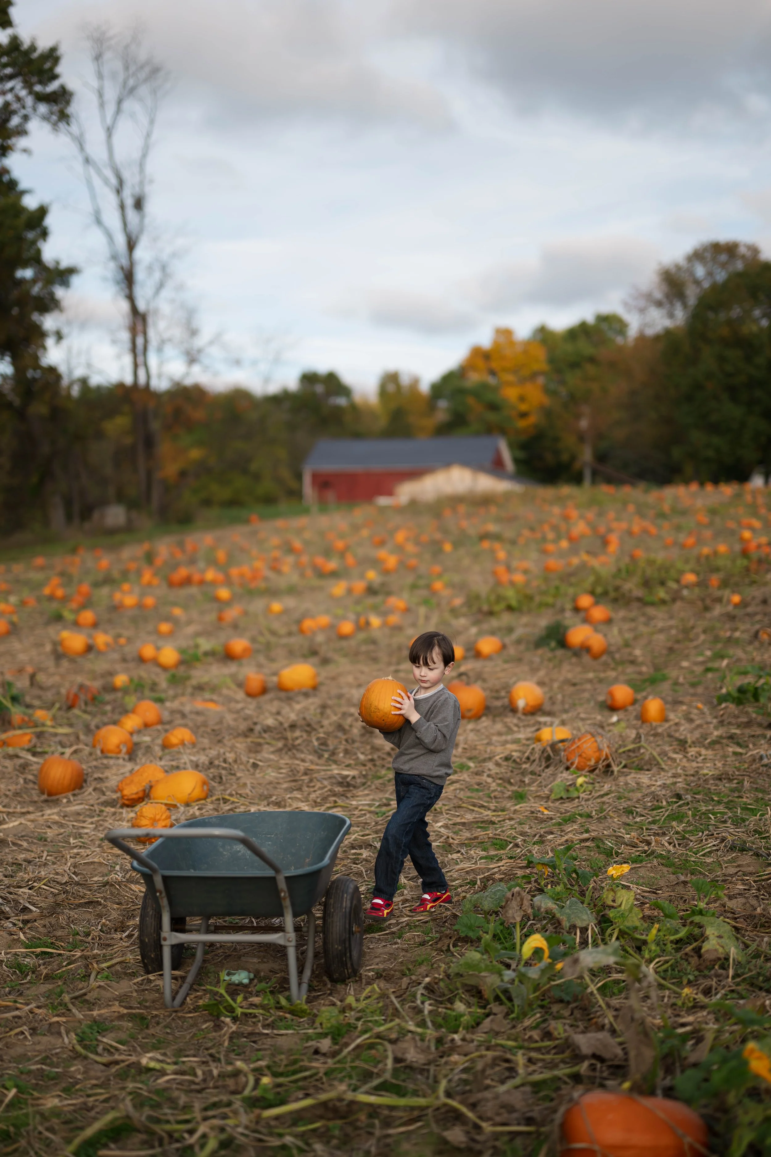 PumpkinPatch39.jpg
