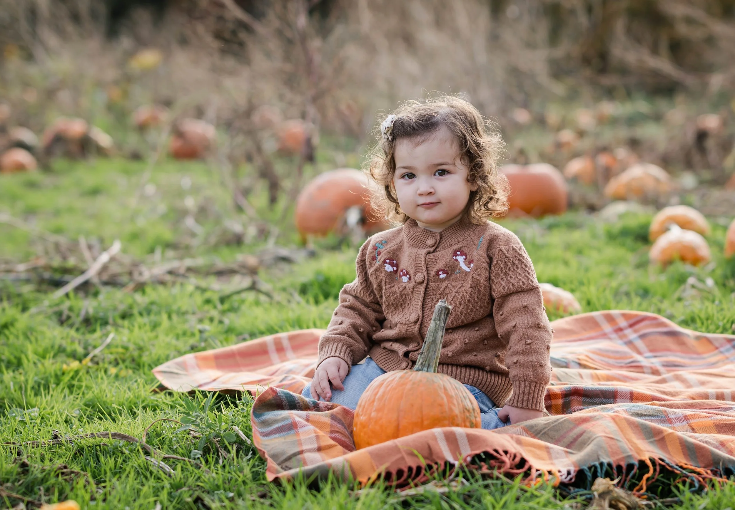 PumpkinPatch3.jpg