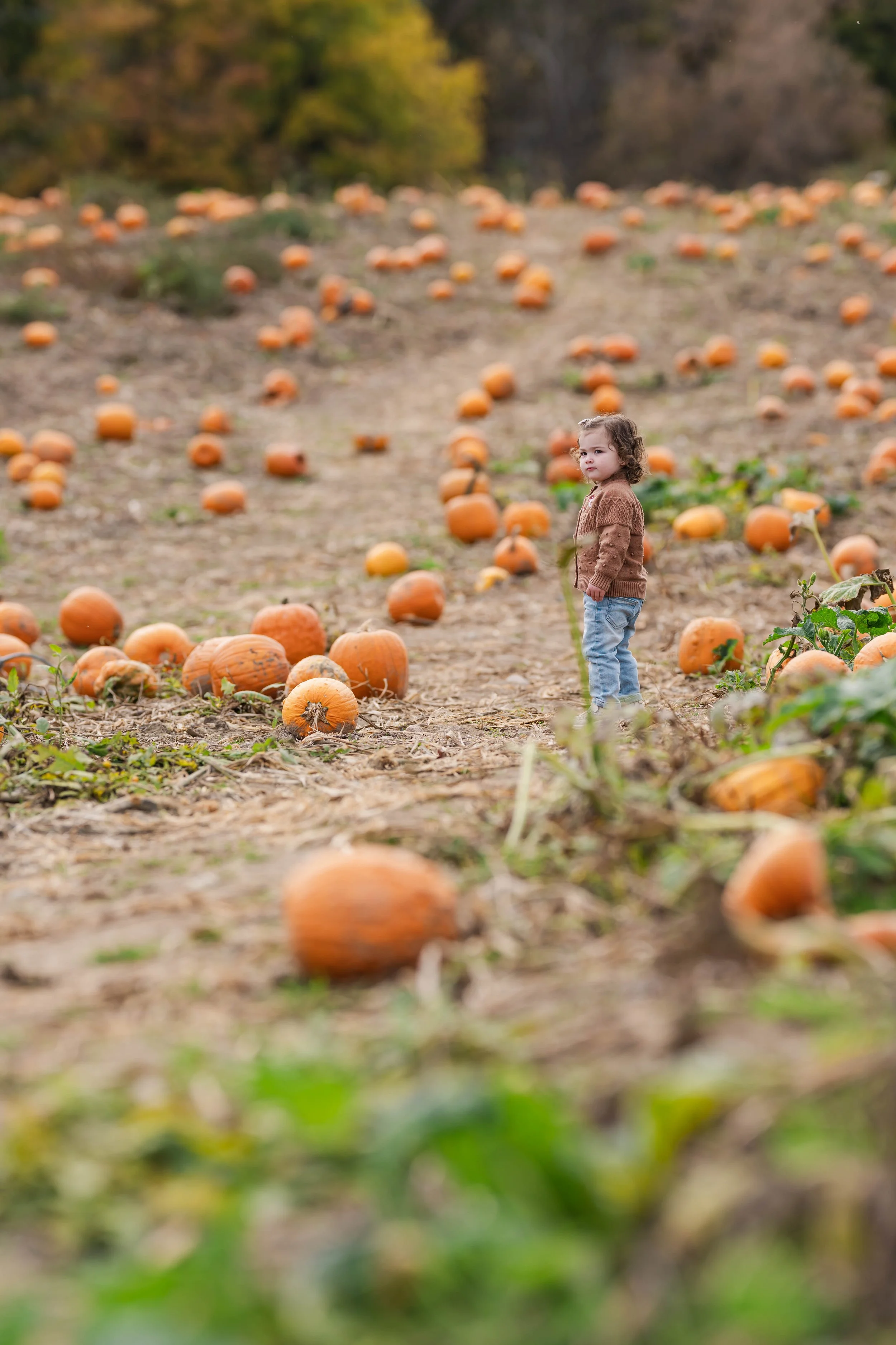 PumpkinPatch6.jpg