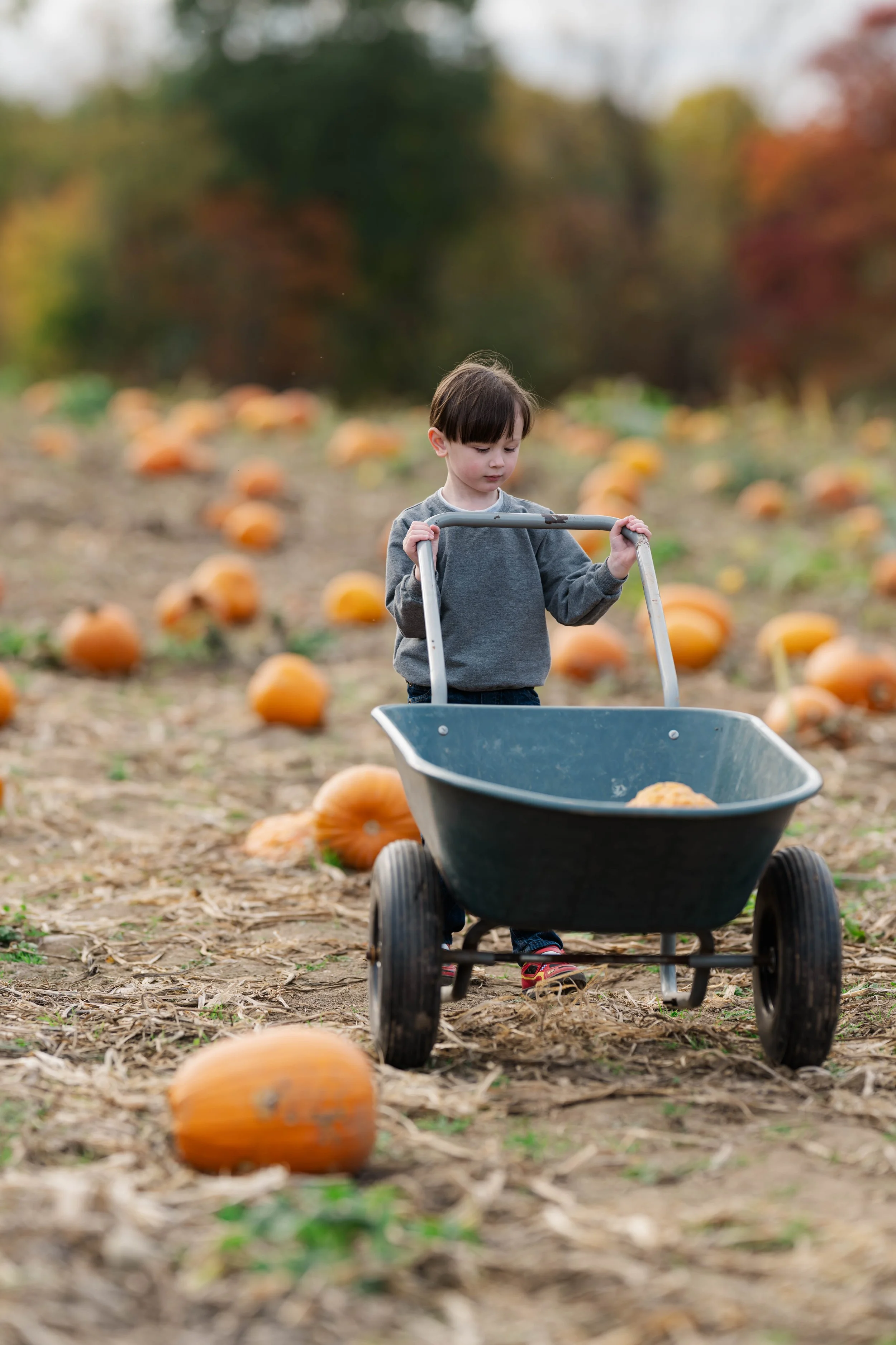 PumpkinPatch20.jpg