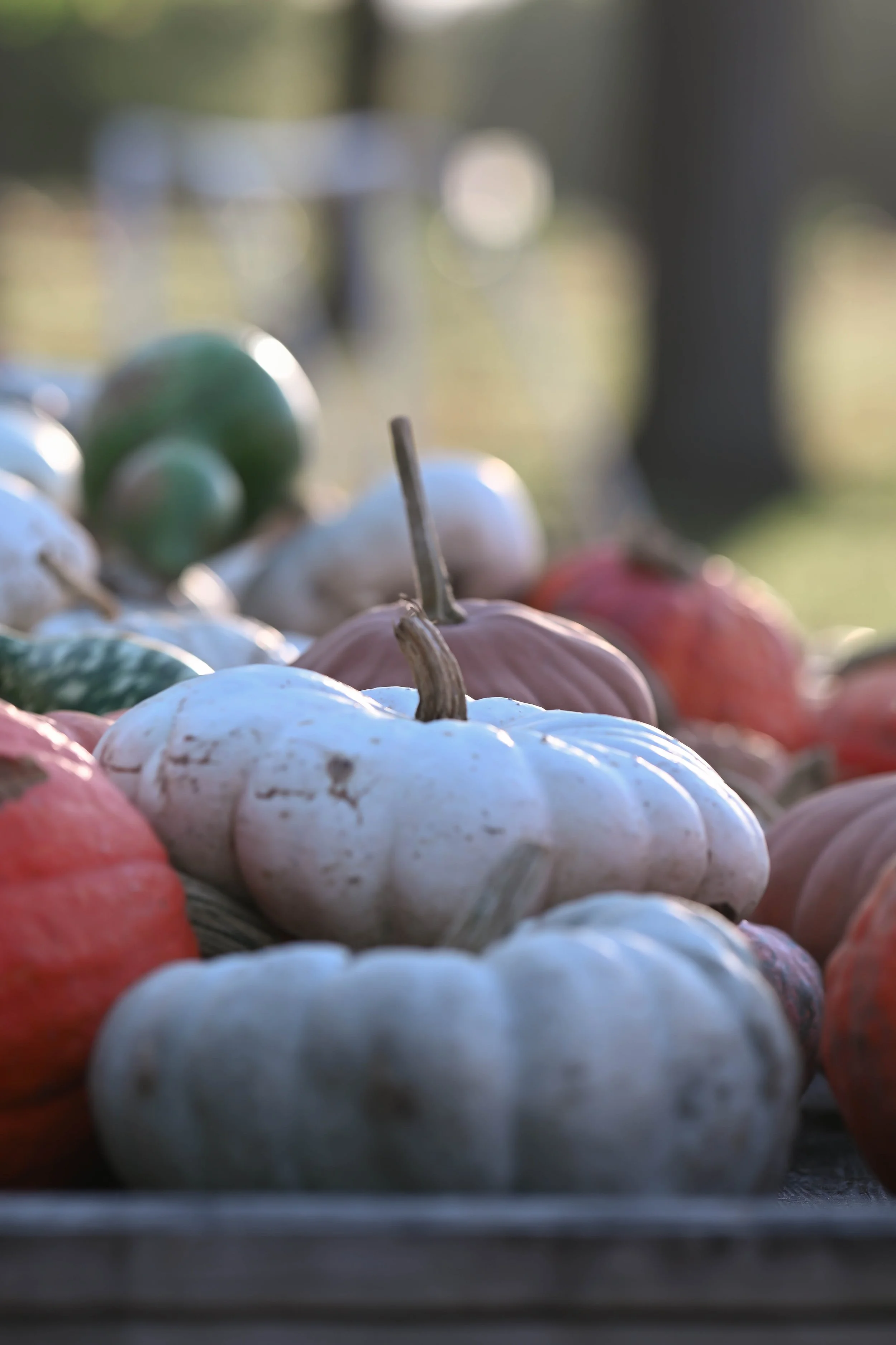 PumpkinPatch13.jpg