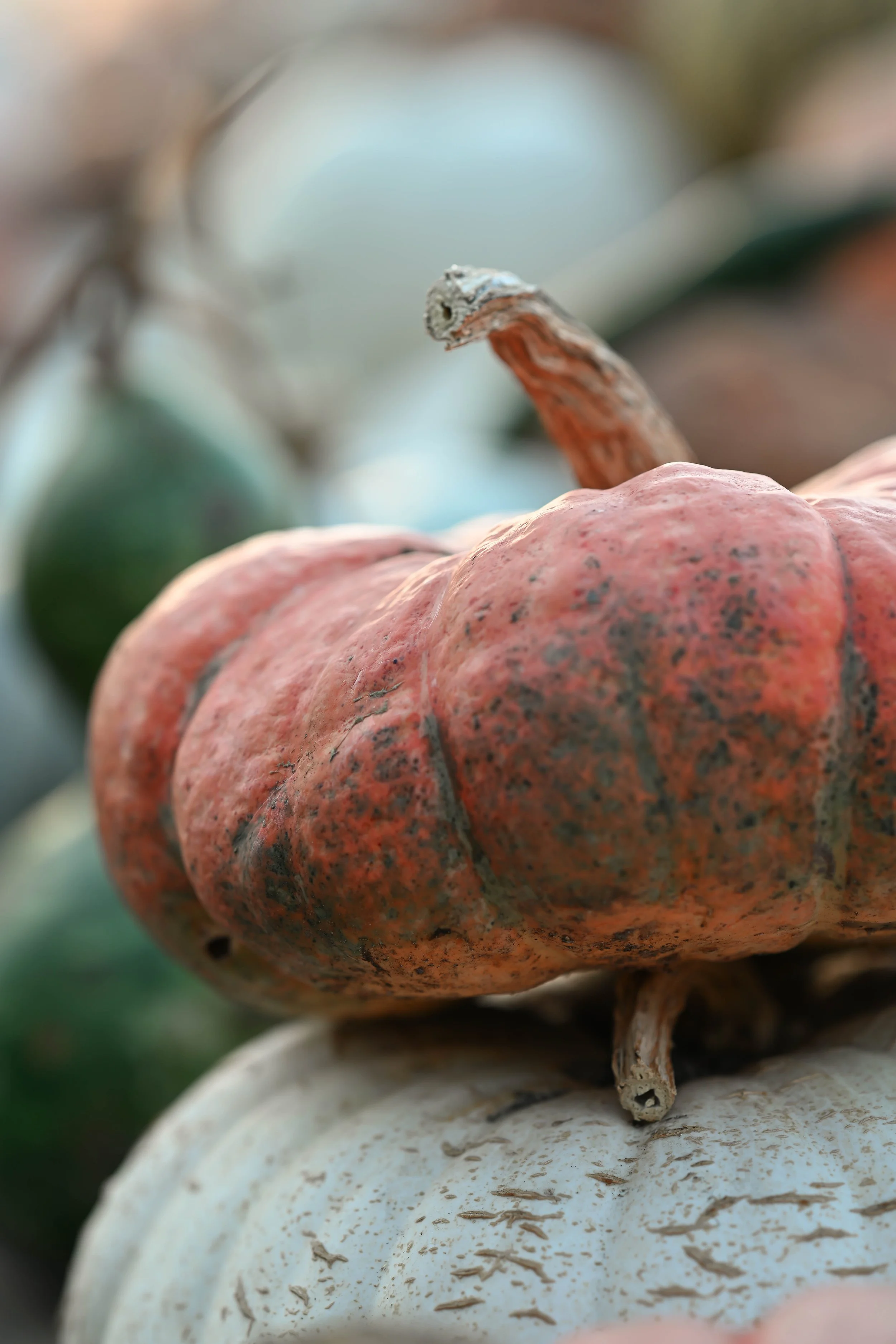 PumpkinPatch21.jpg